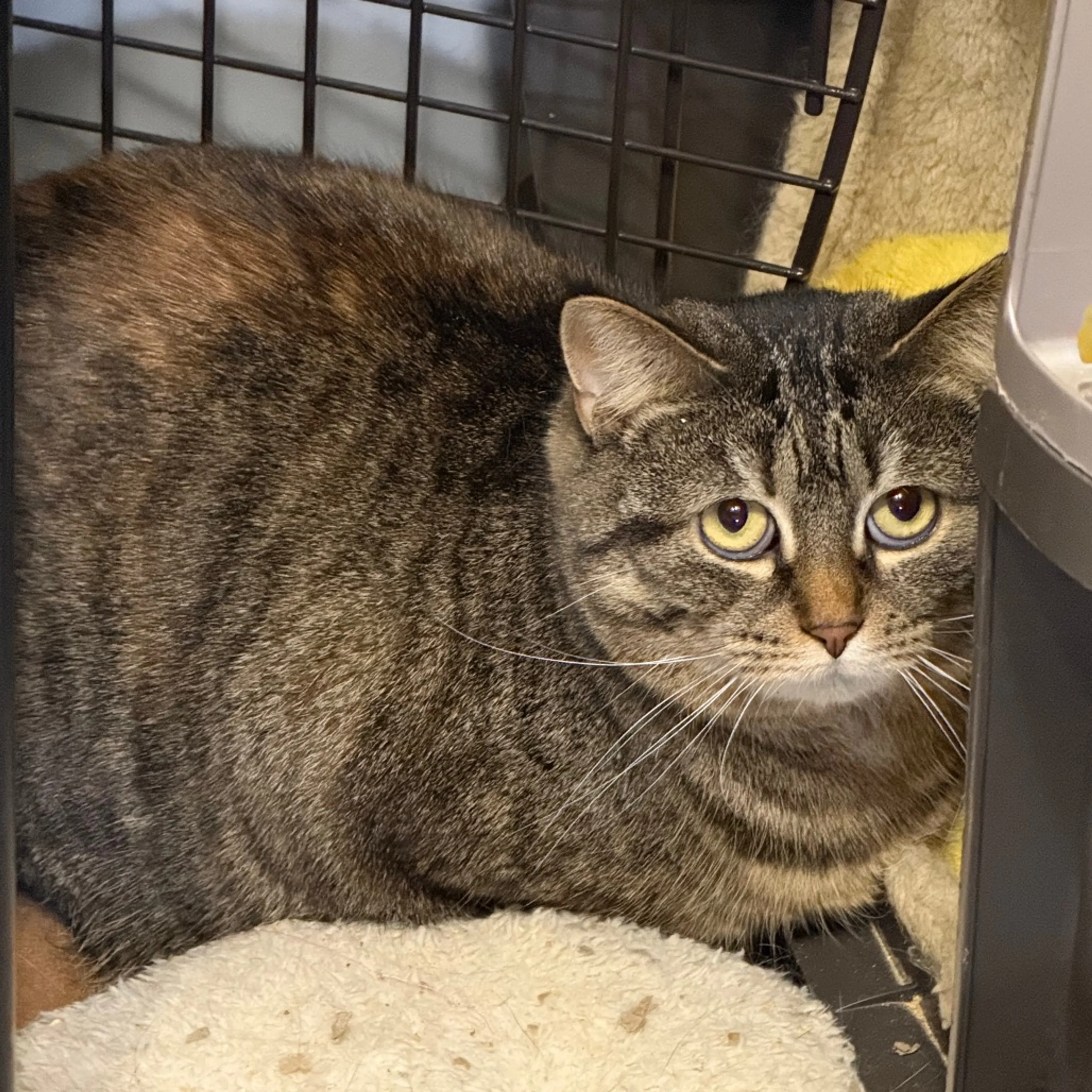 Found pet-8