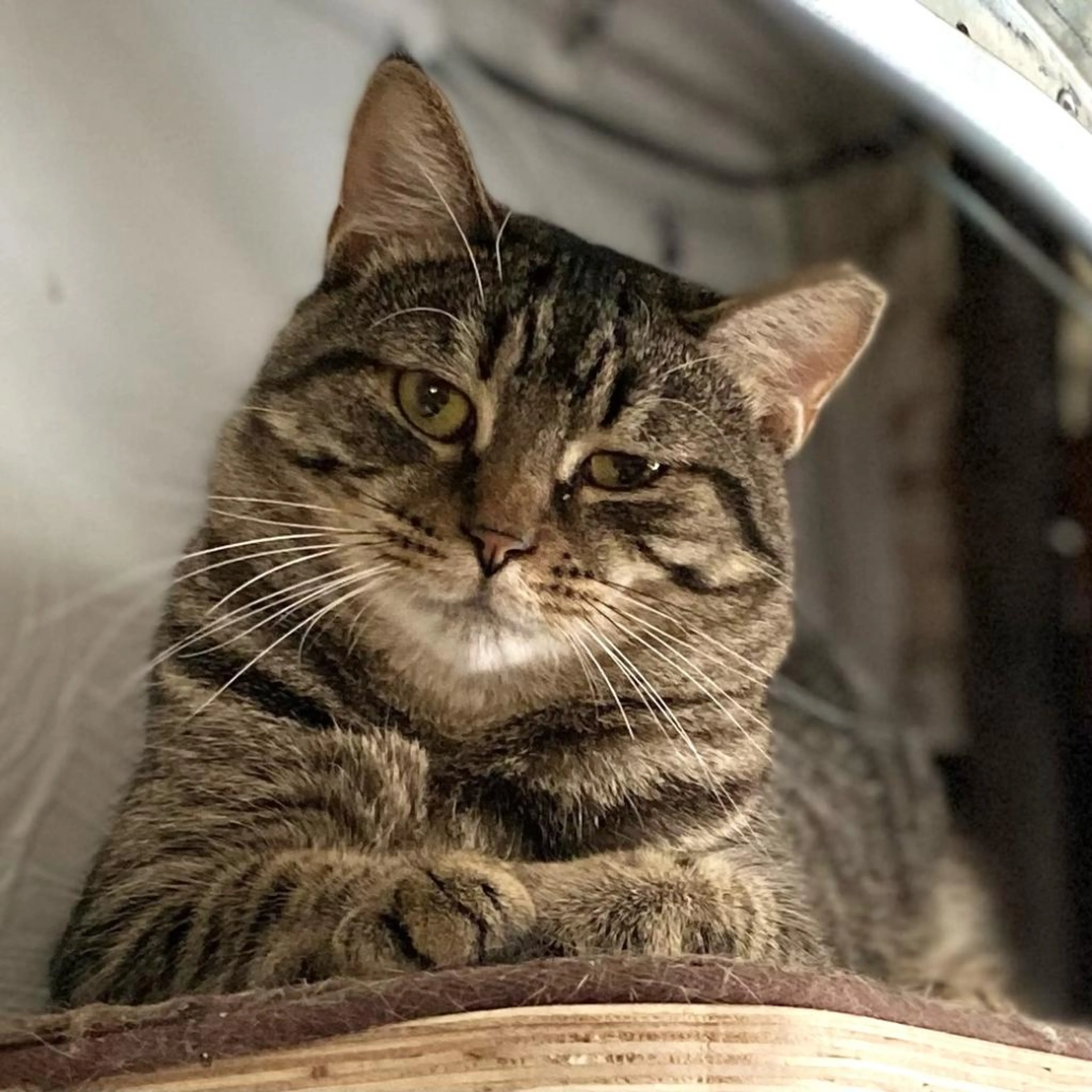 Found pet-5