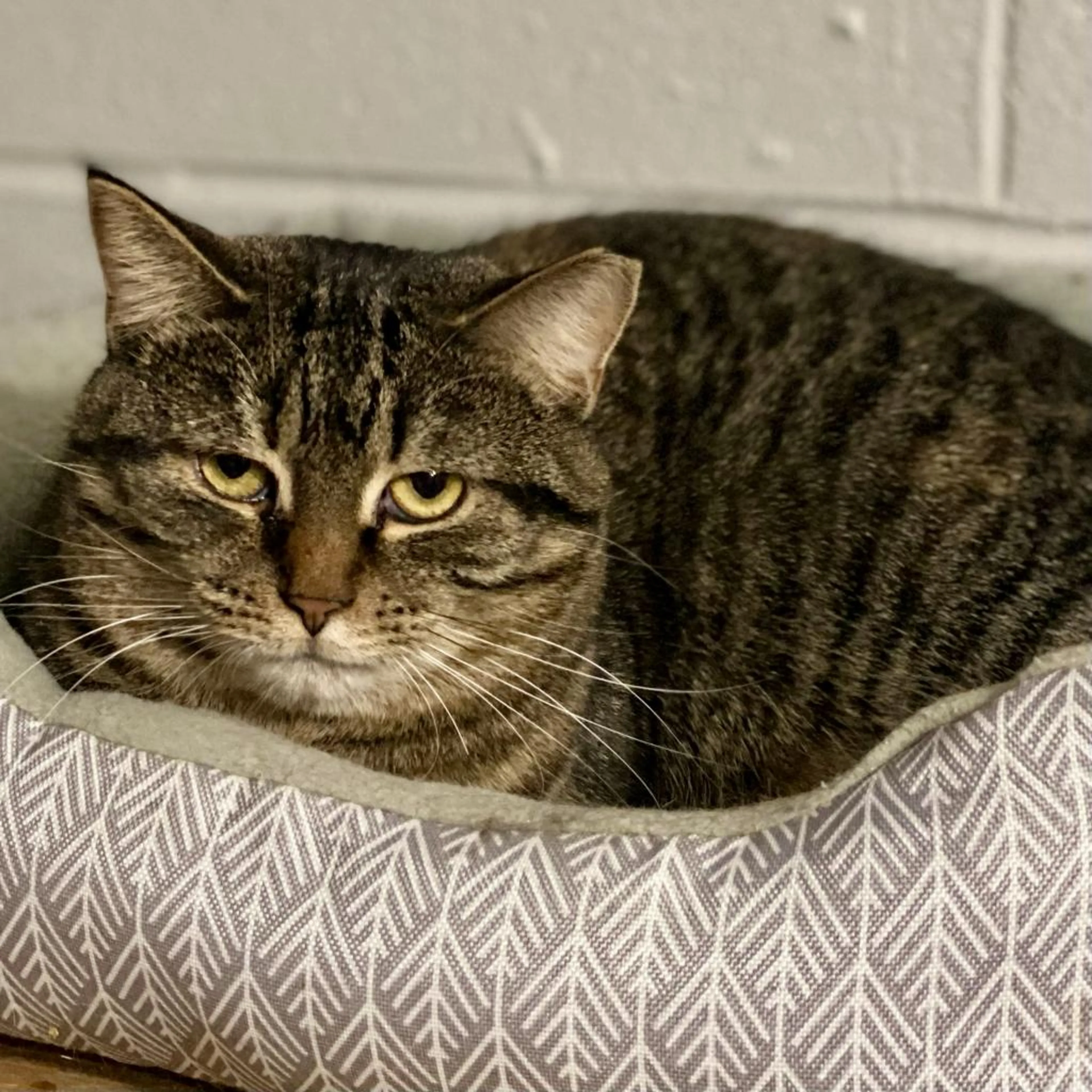 Found pet-3