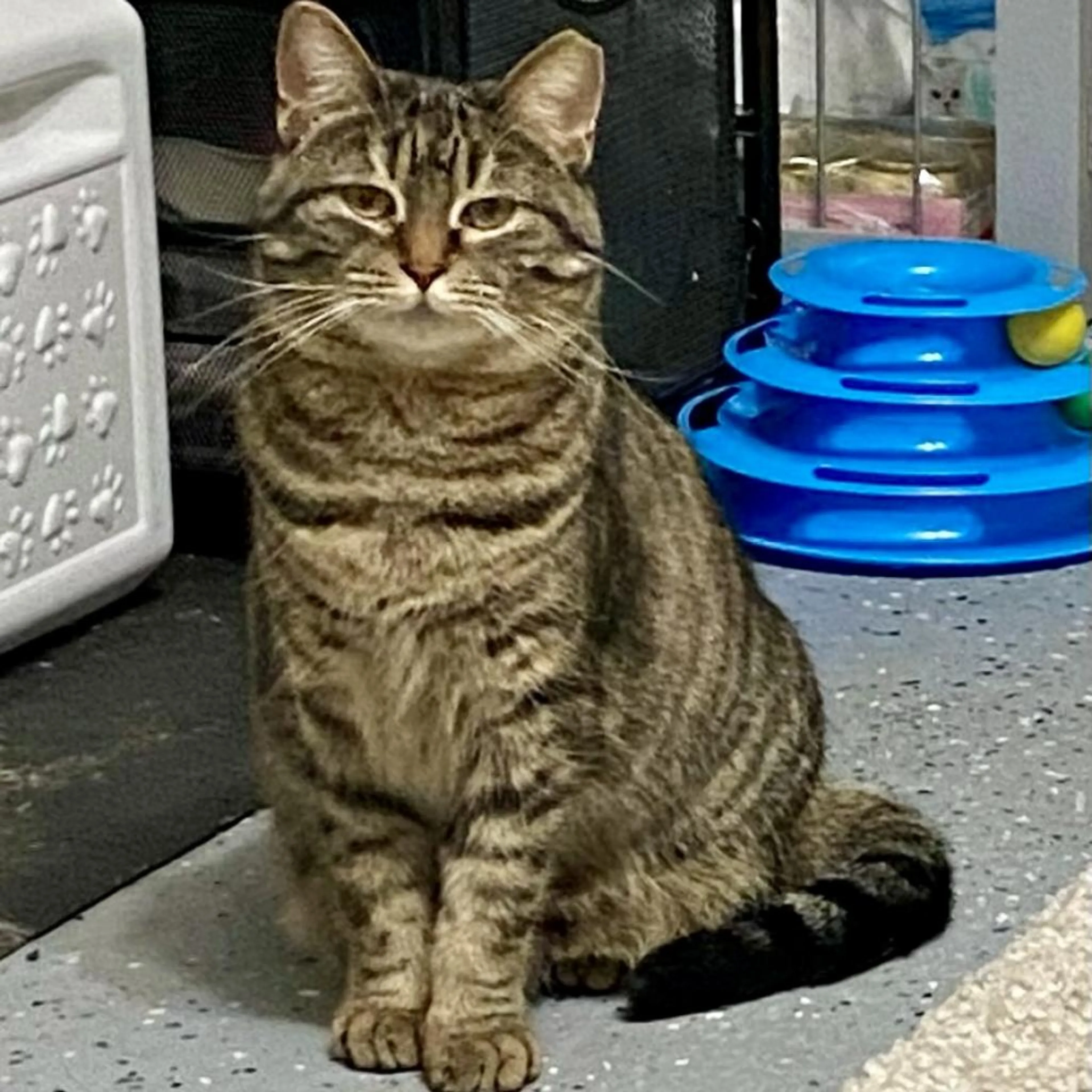 Found pet-0