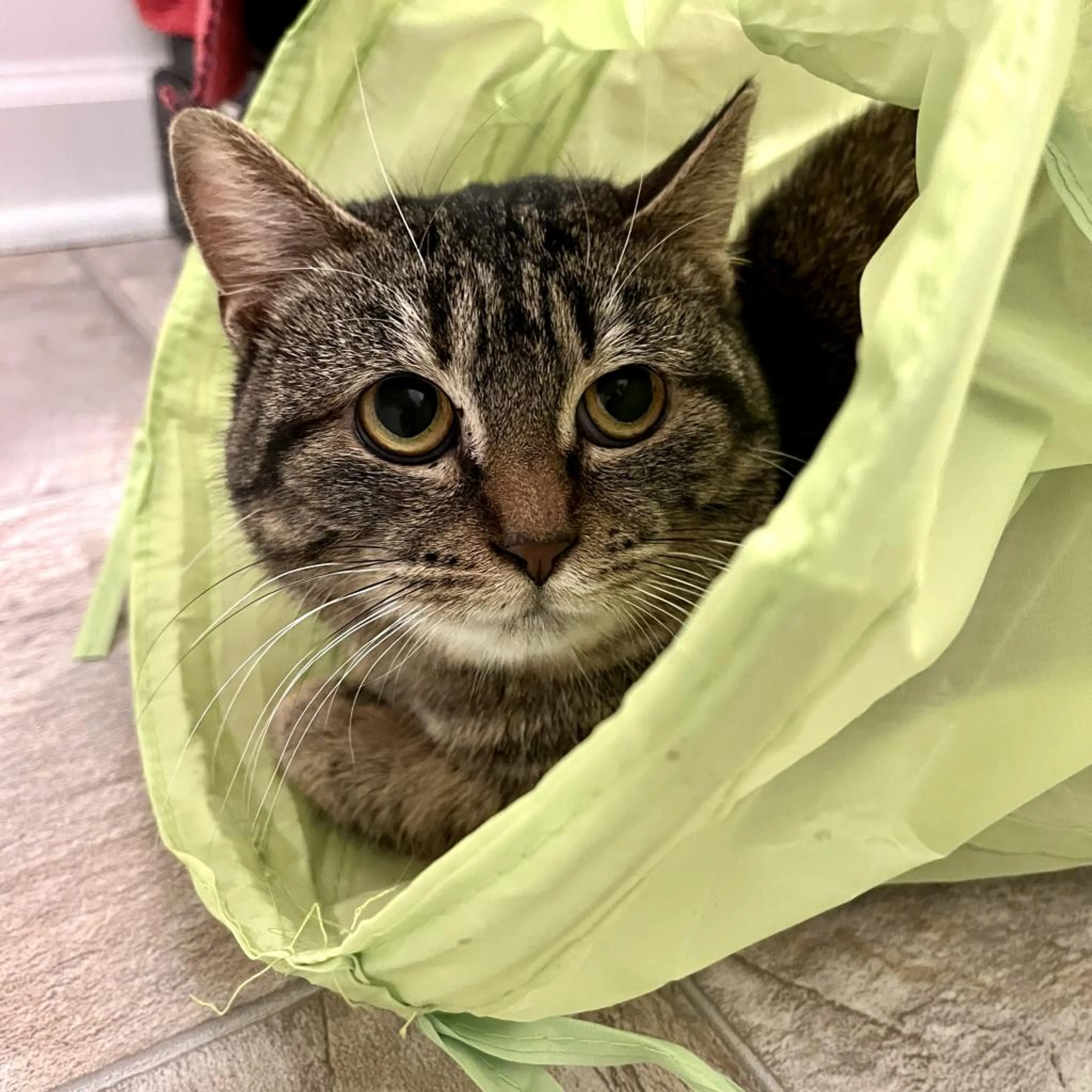 Found pet-1