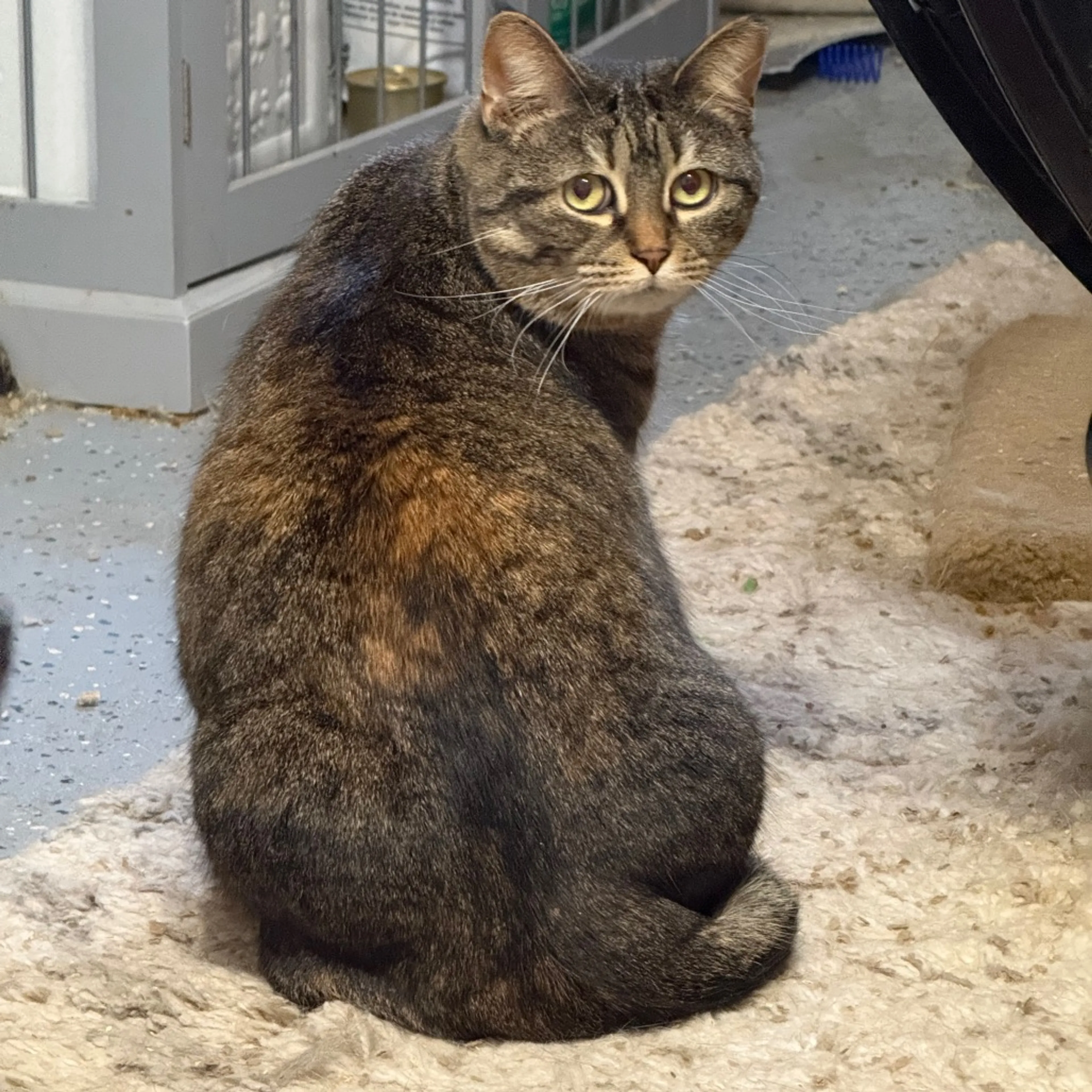 Found pet-7