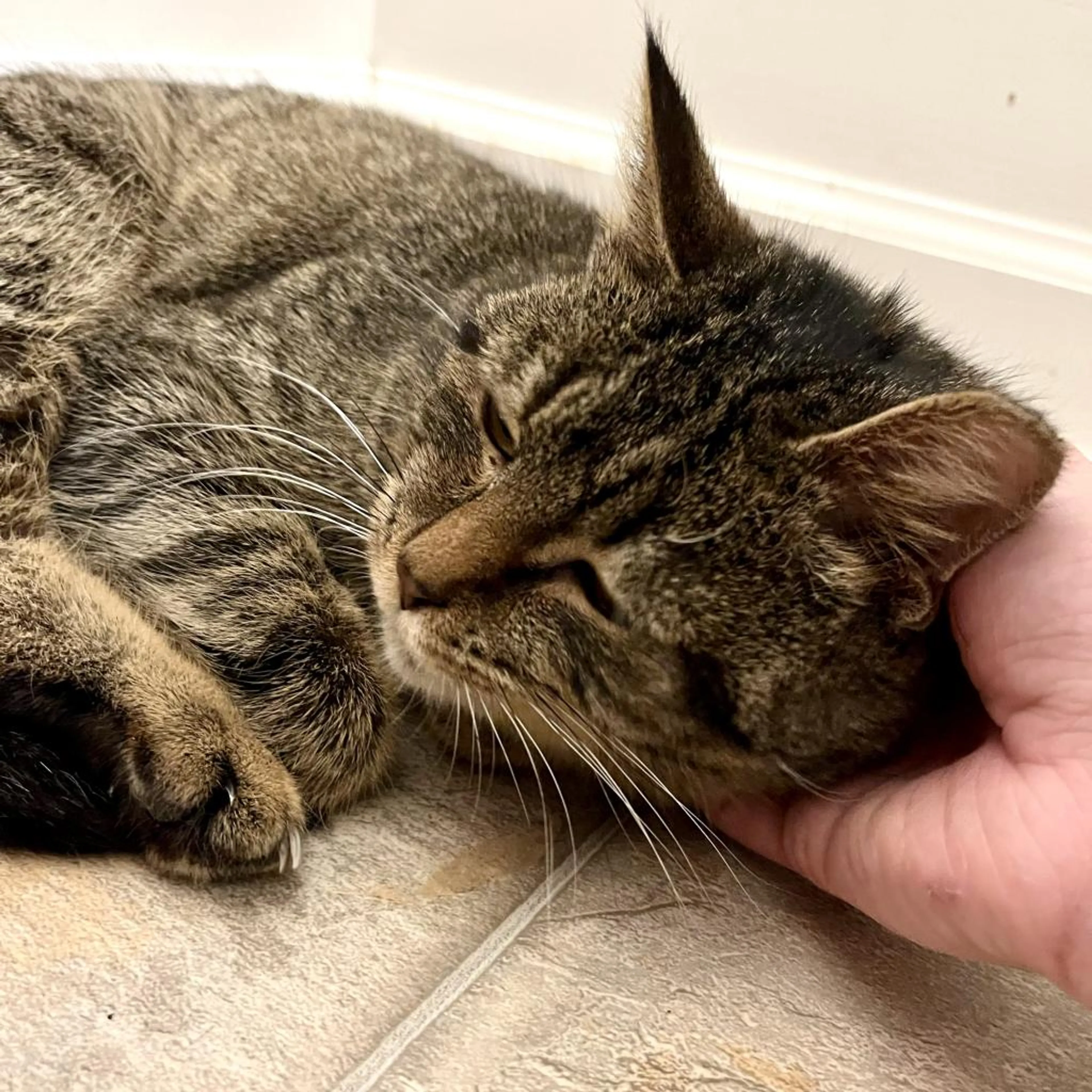 Found pet-2