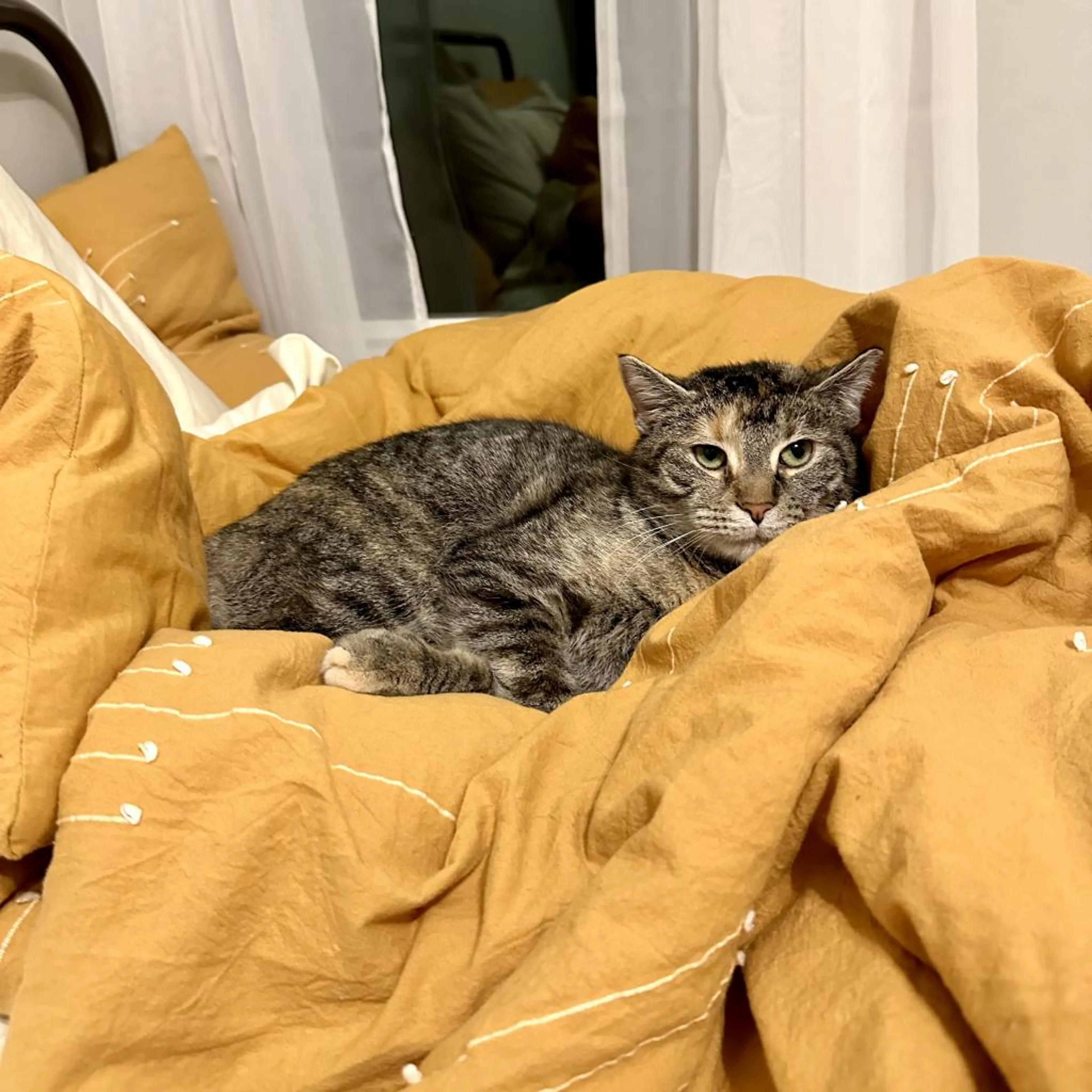 Found pet-2