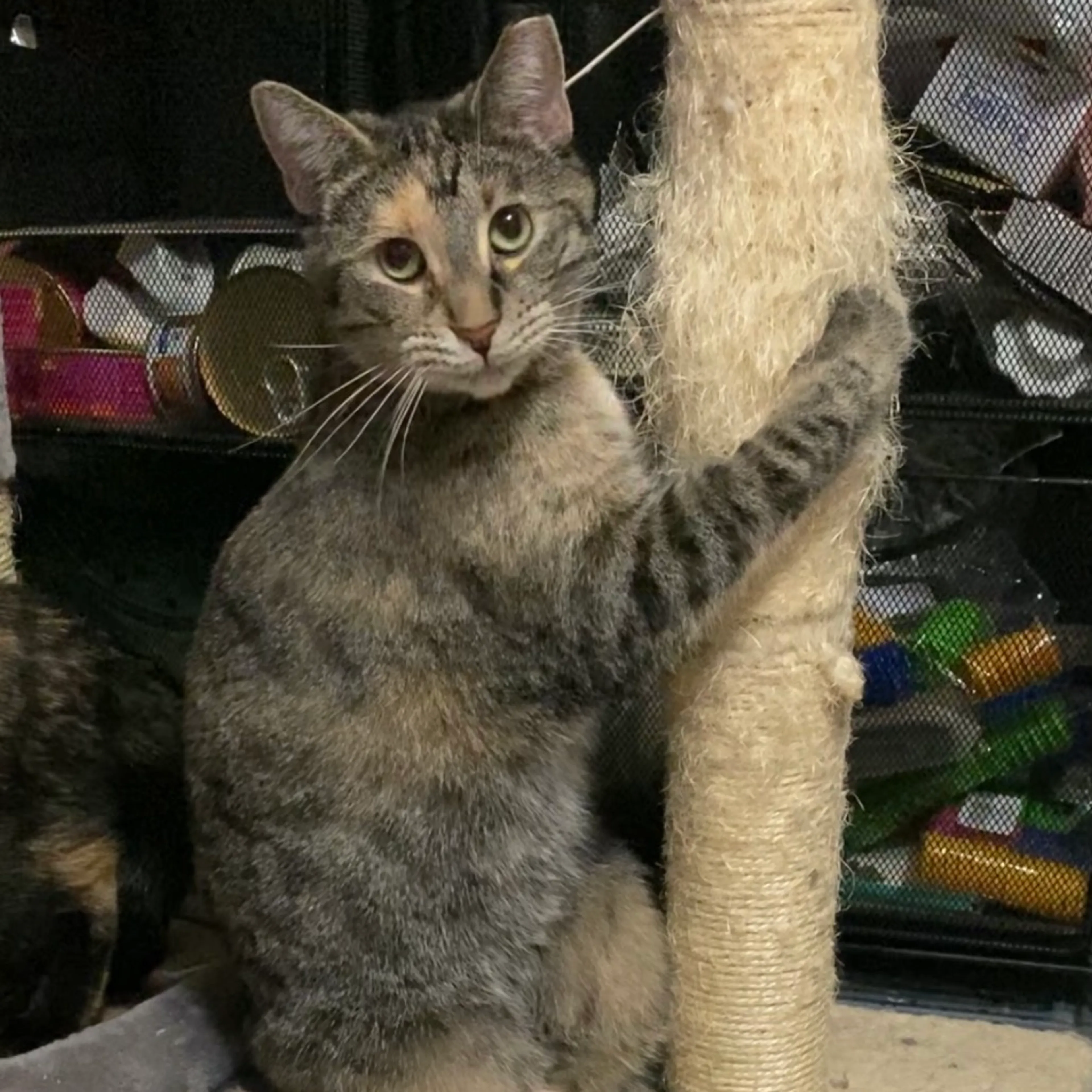 Found pet-12