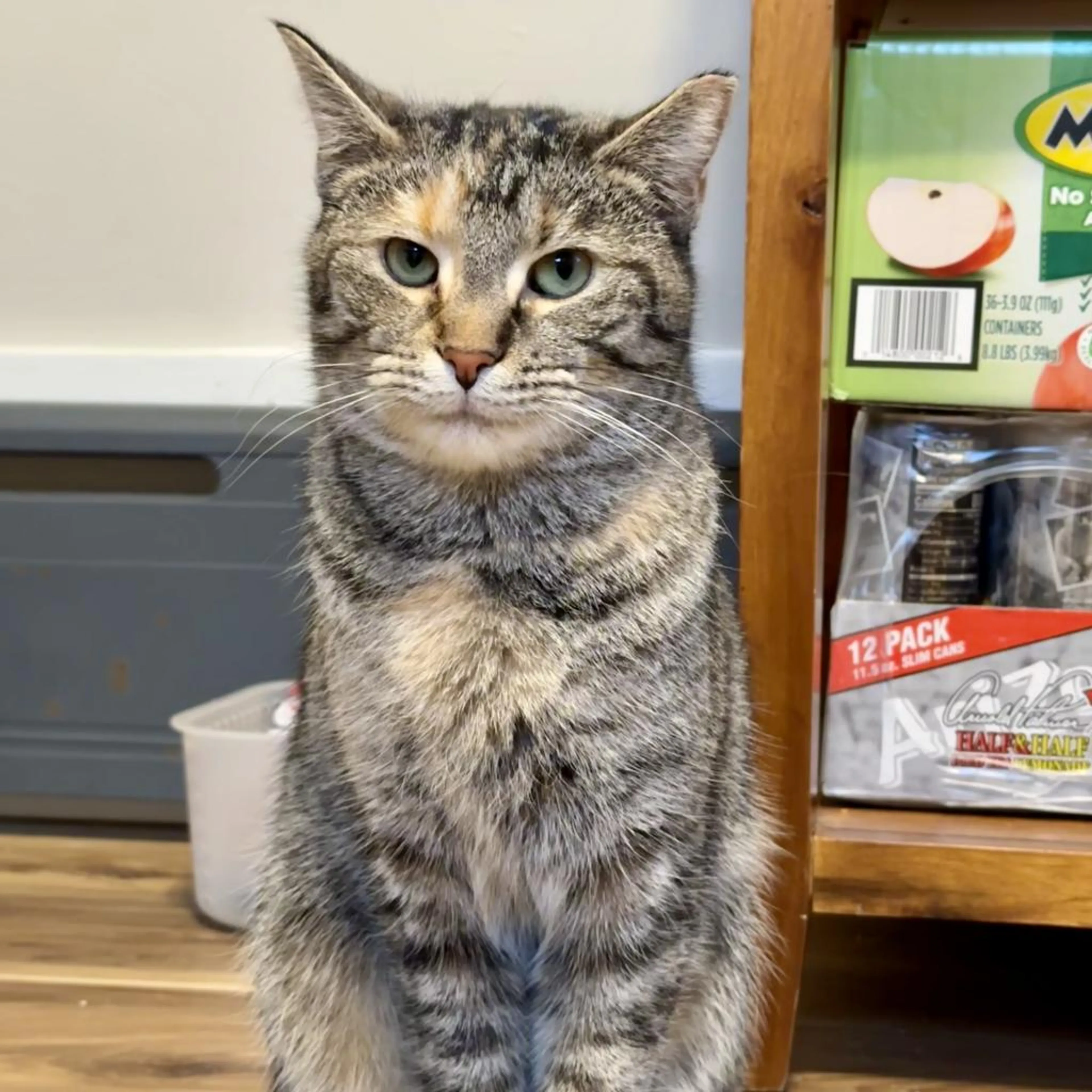Found pet-4