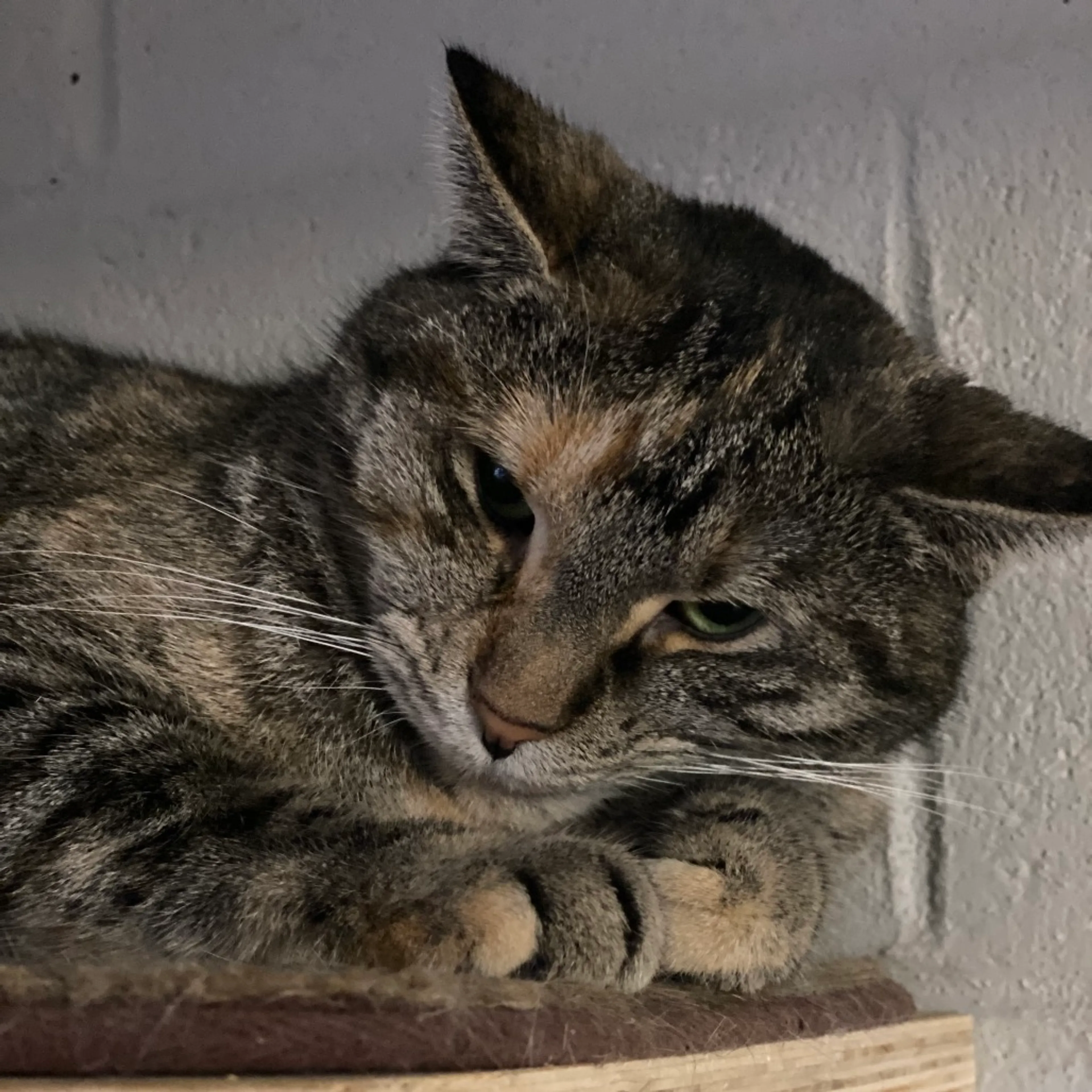 Found pet-11
