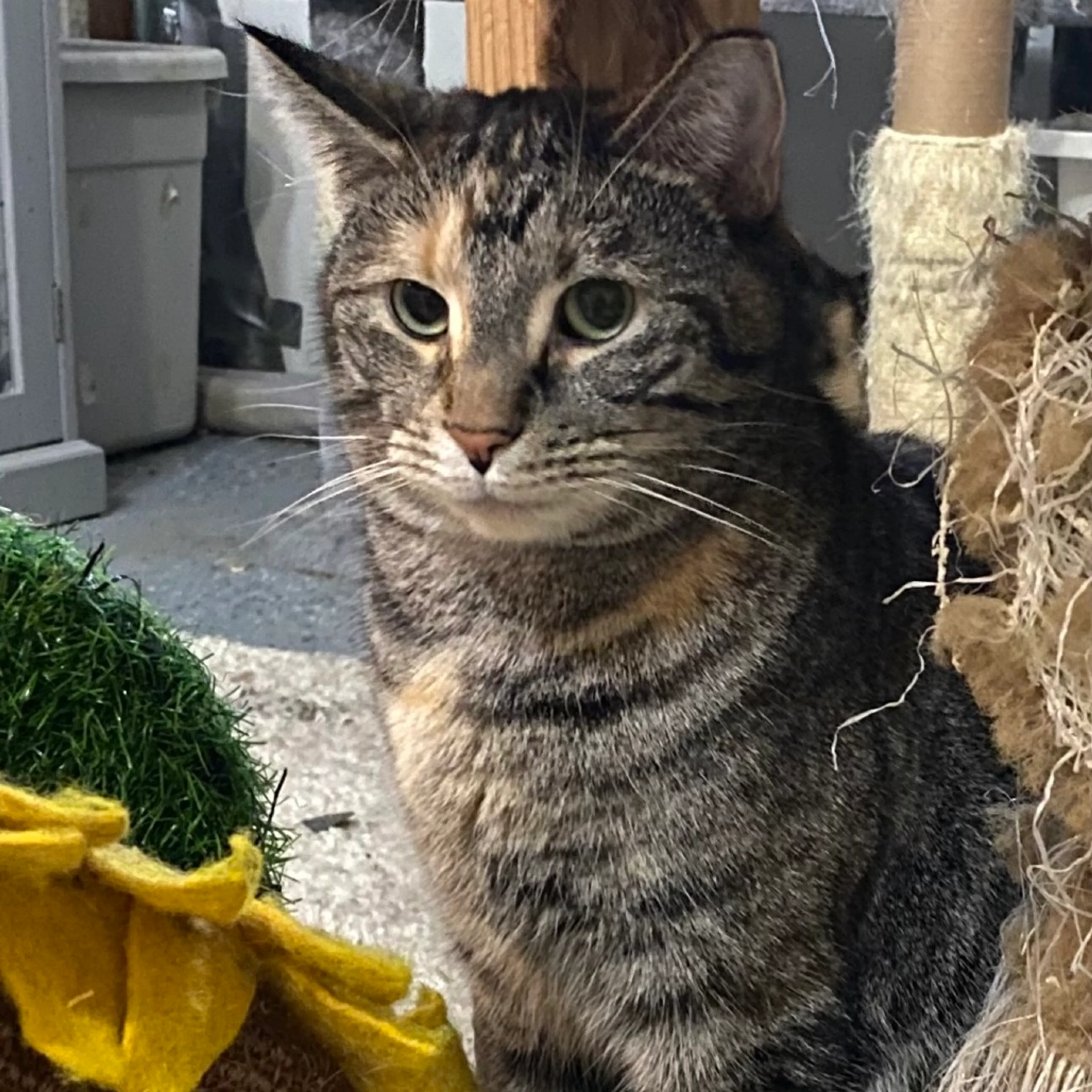 Found pet-9
