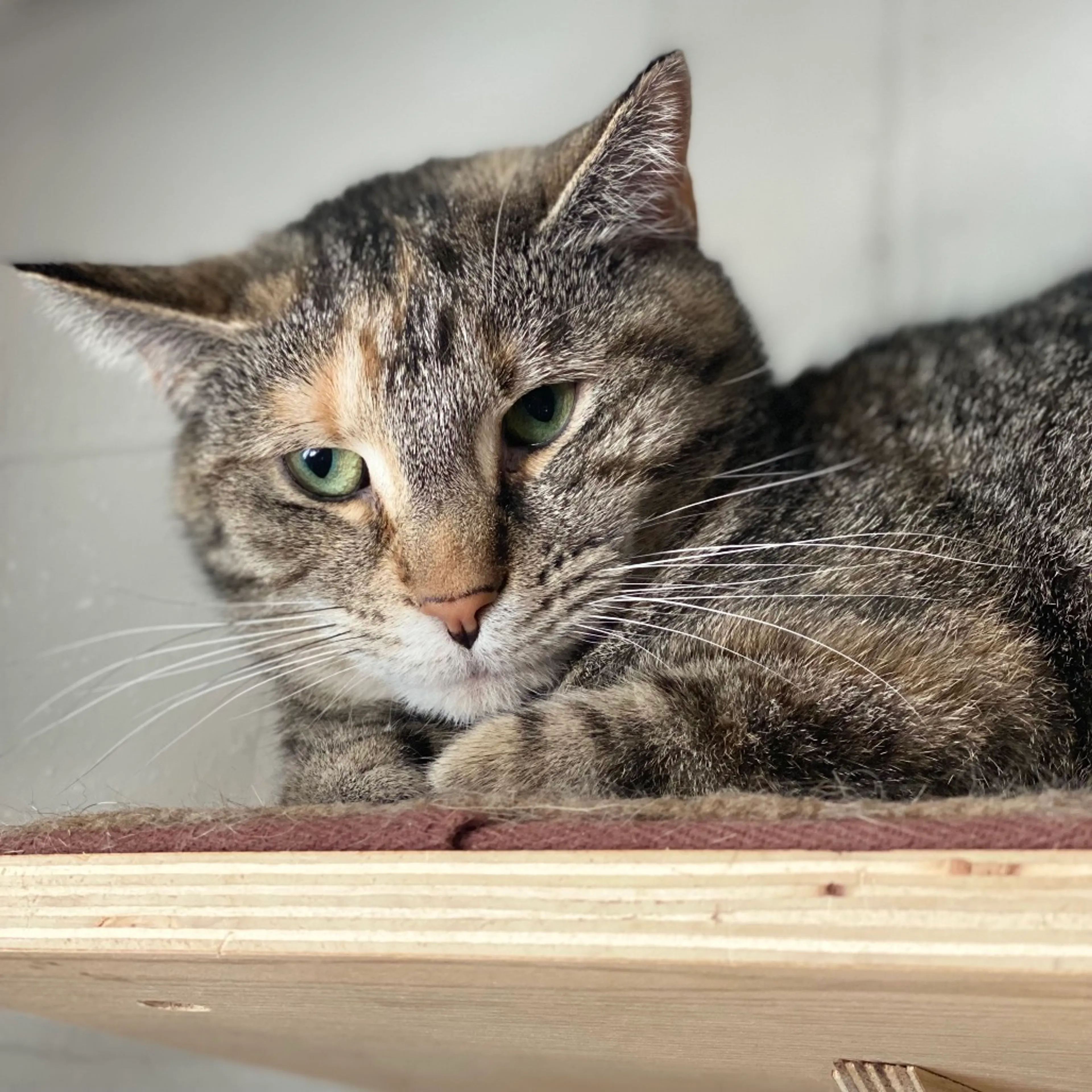 Found pet-8
