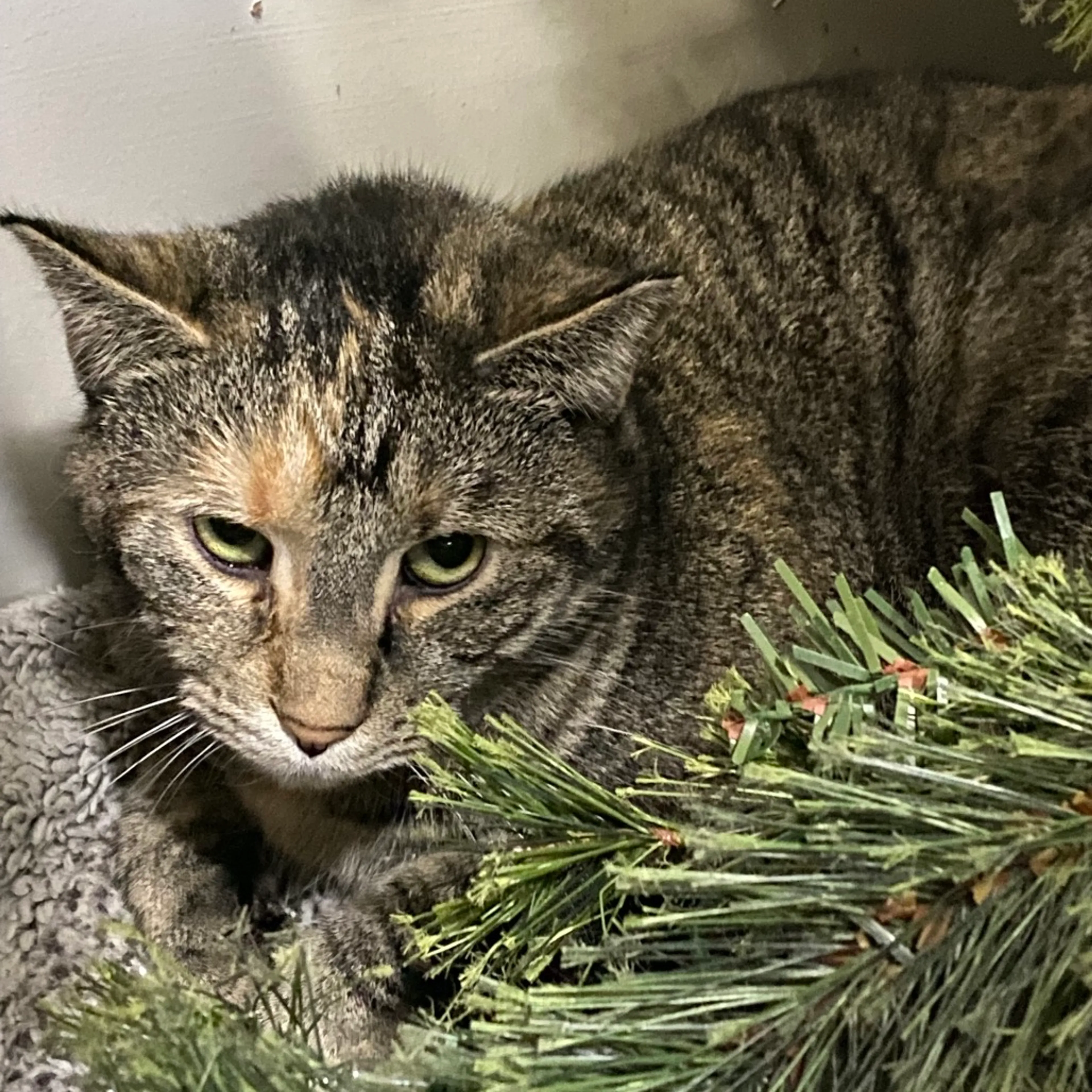 Found pet-10