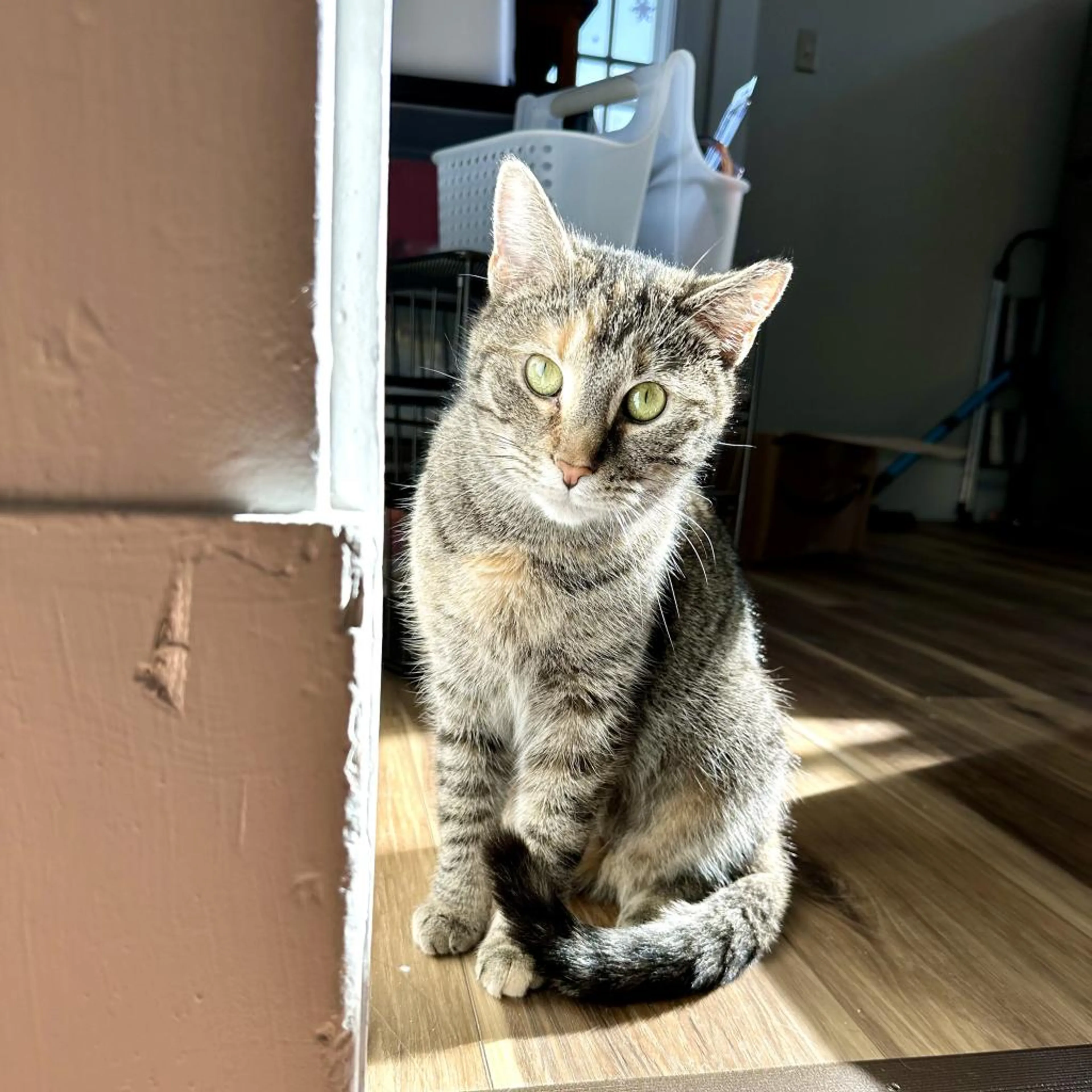 Found pet-5