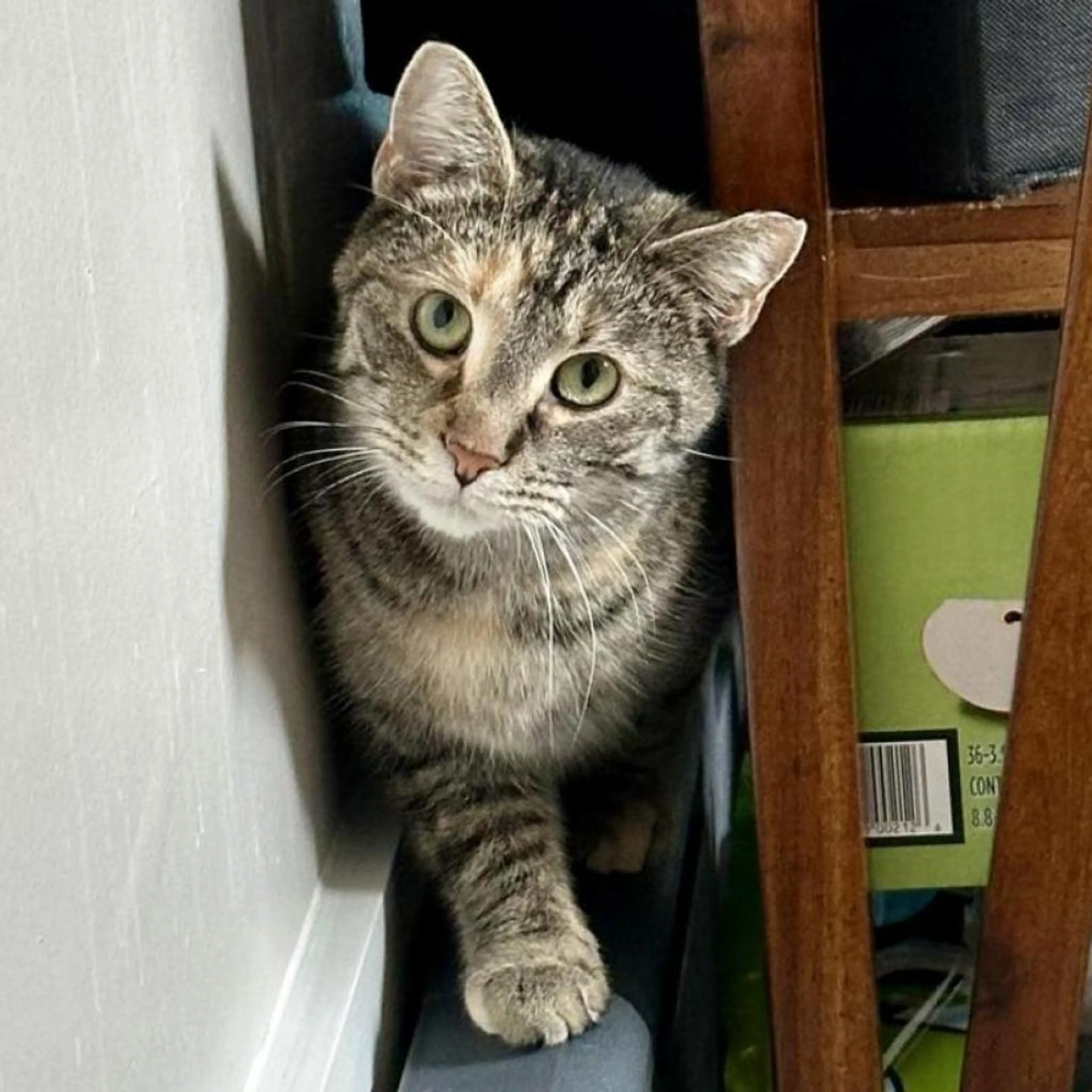 Found pet-0