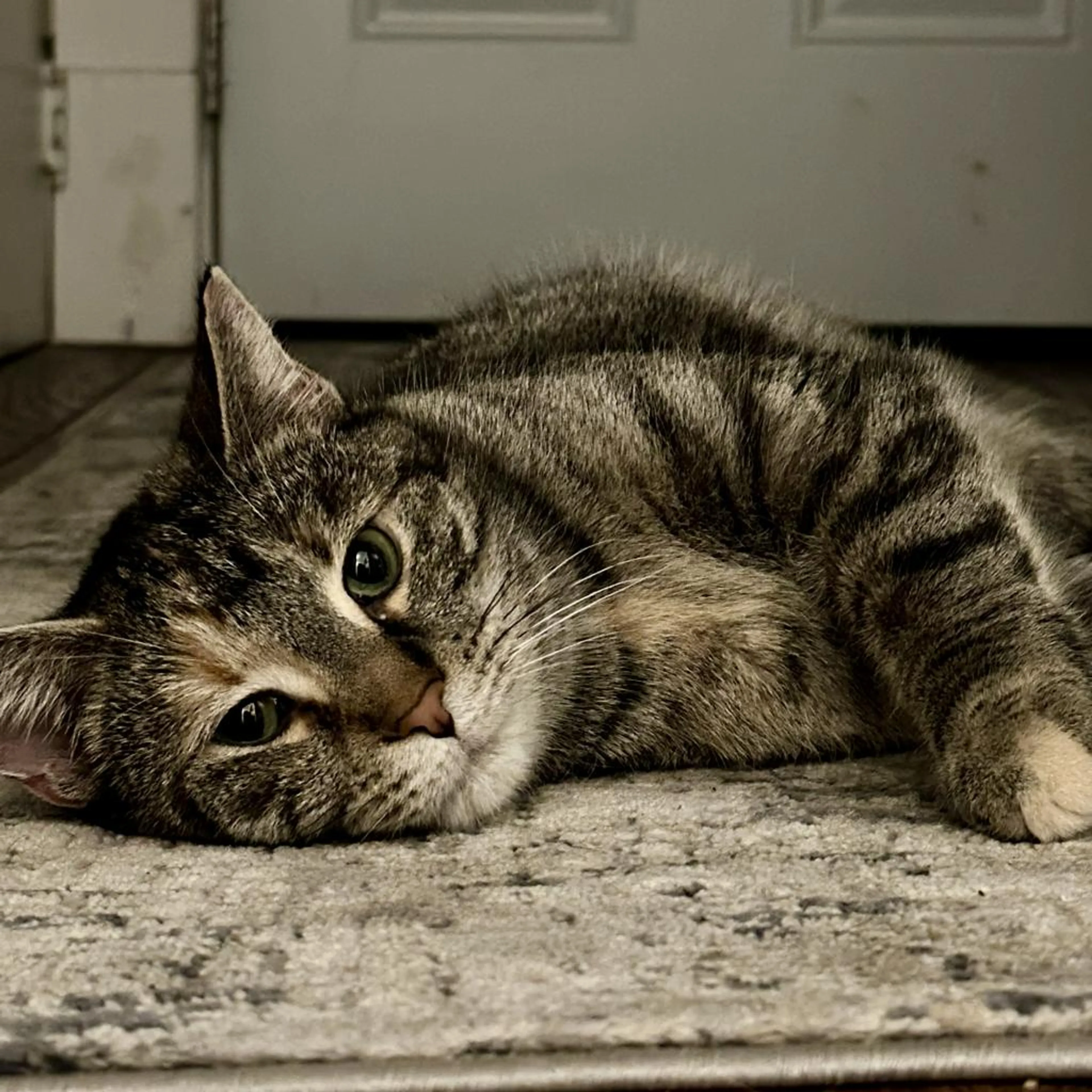 Found pet-3