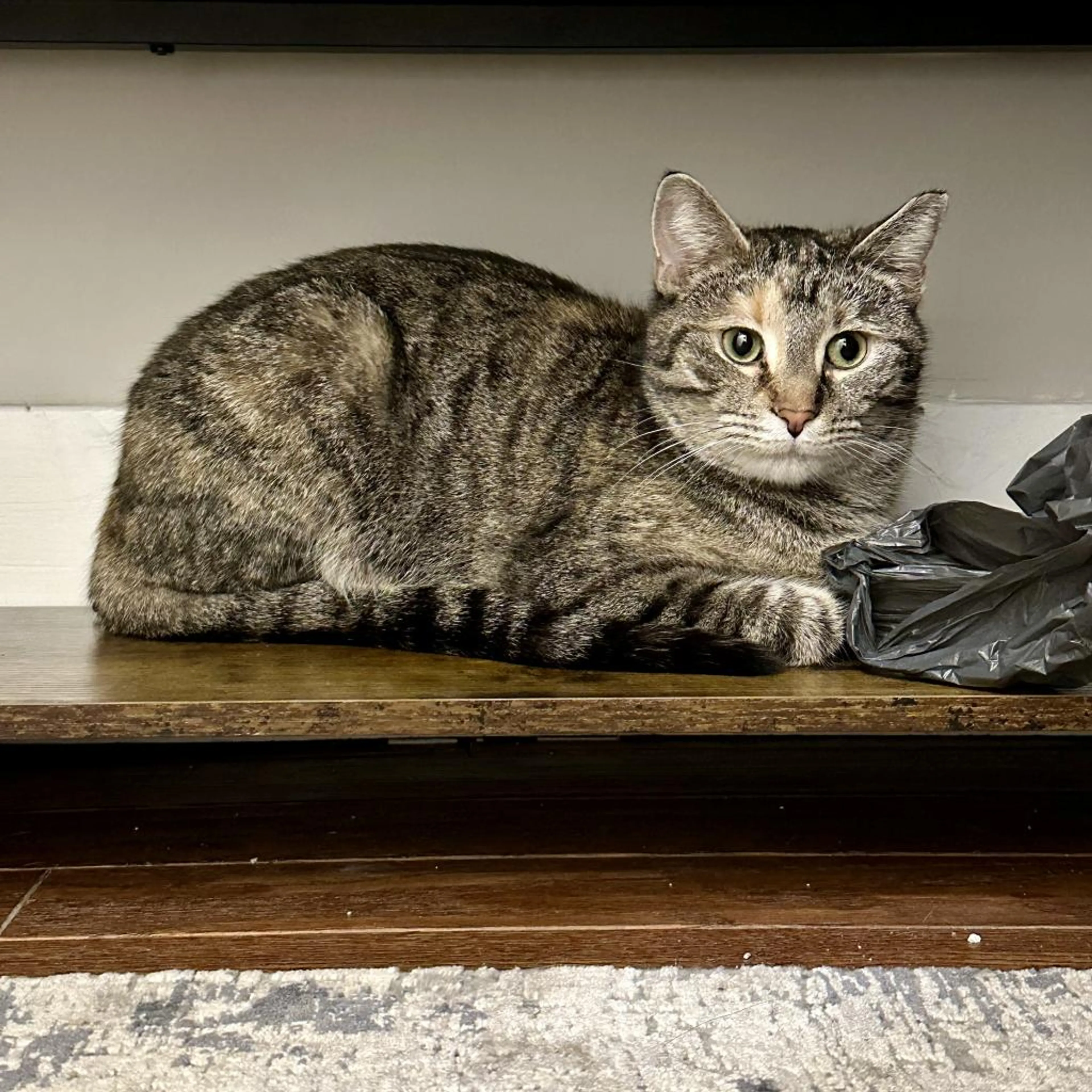 Found pet-1