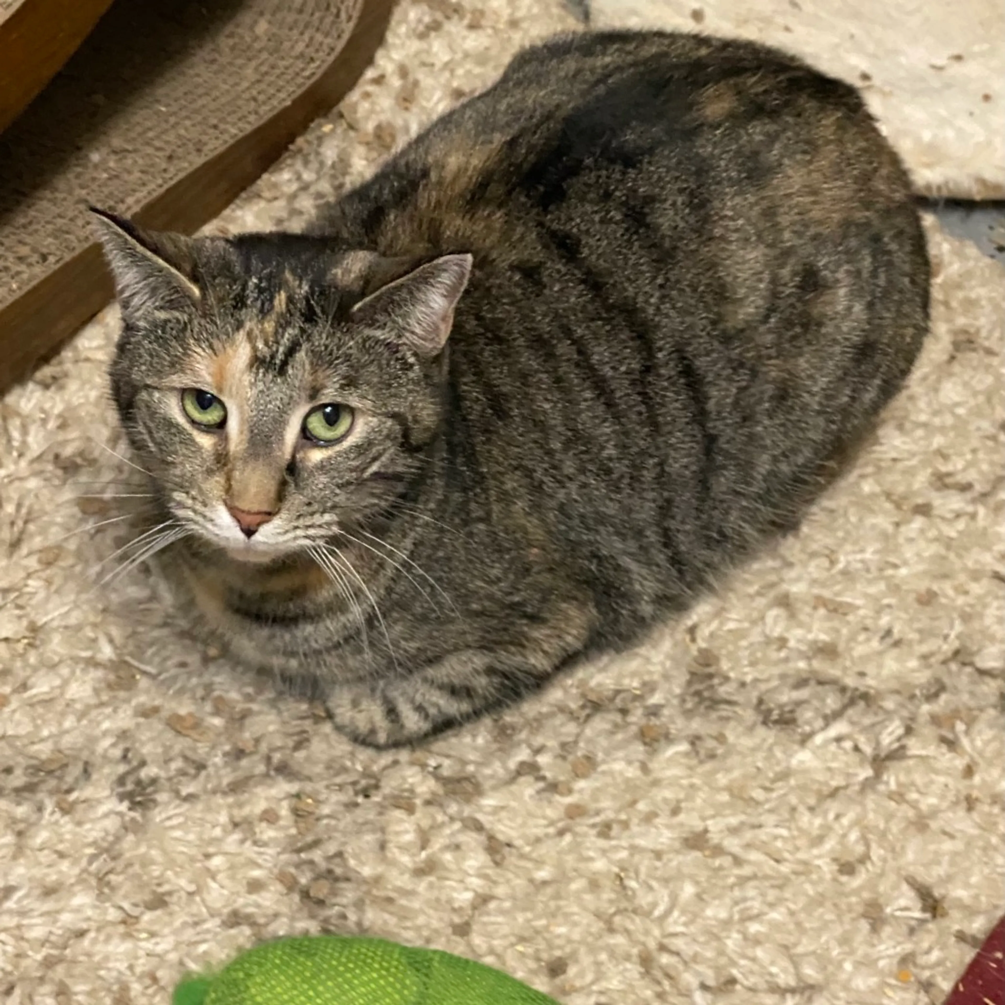 Found pet-14