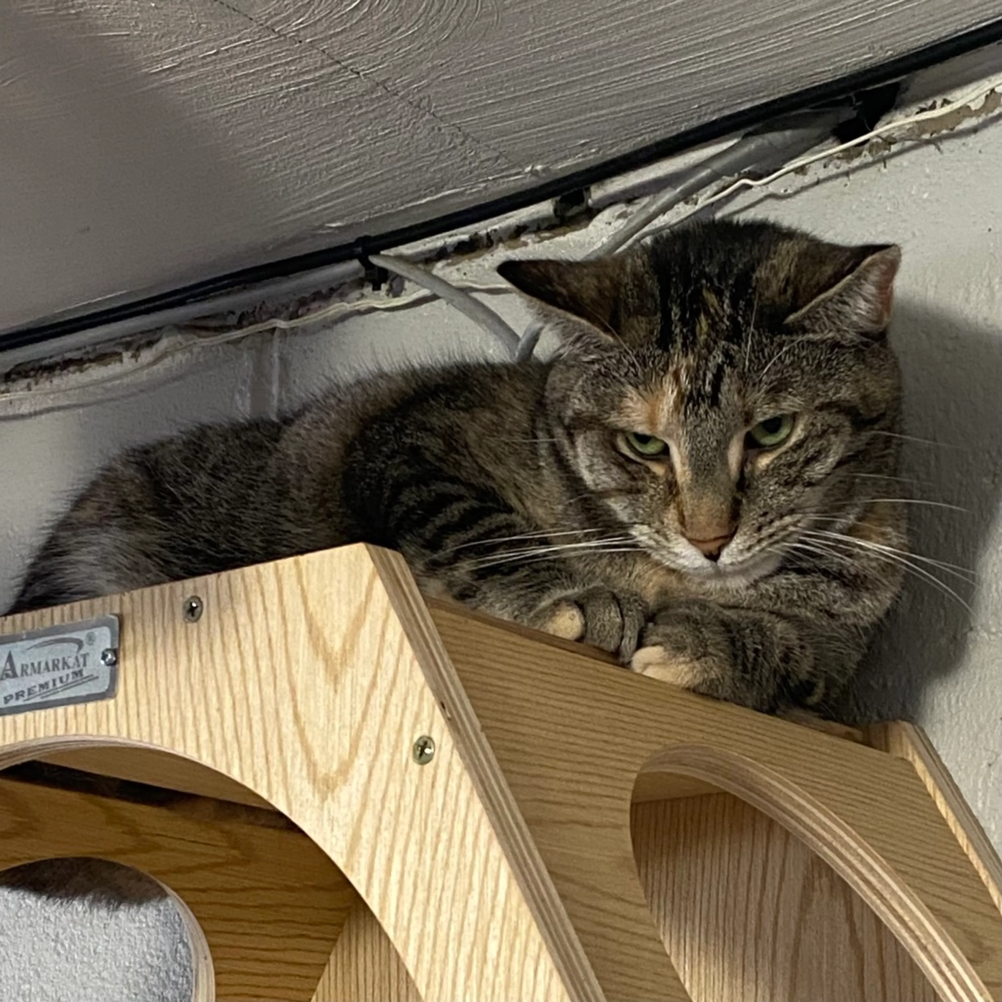 Found pet-6