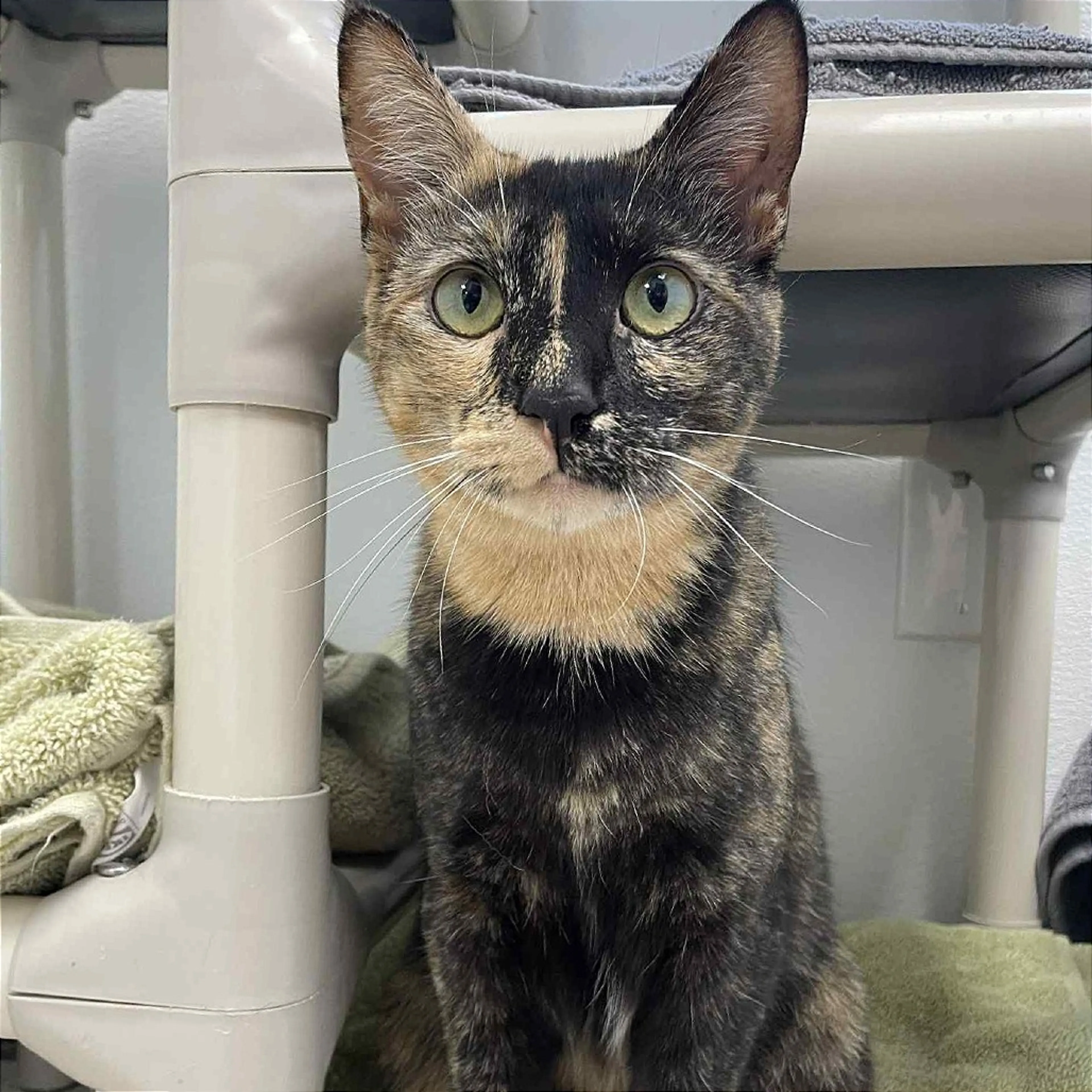 Found pet-3
