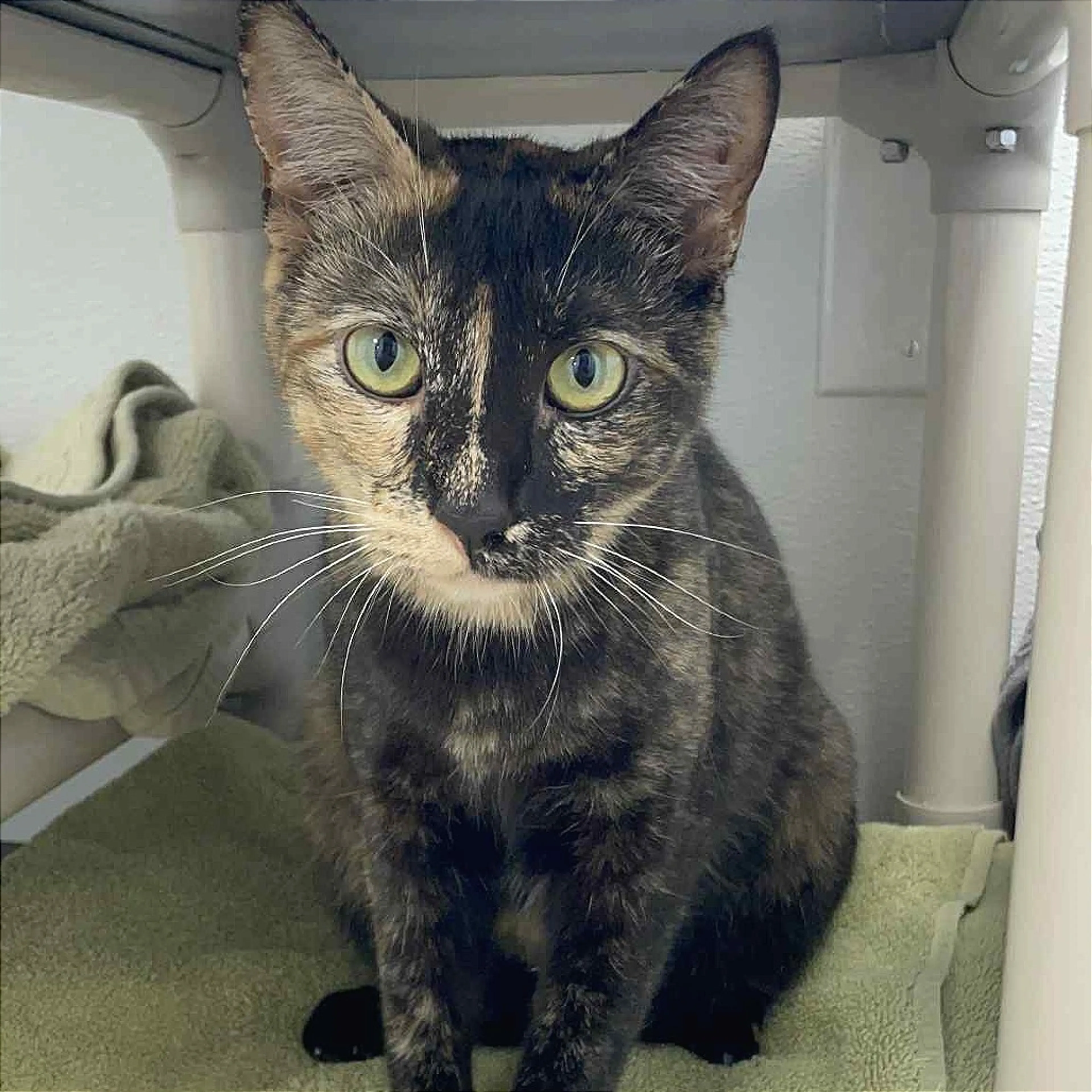 Found pet-4
