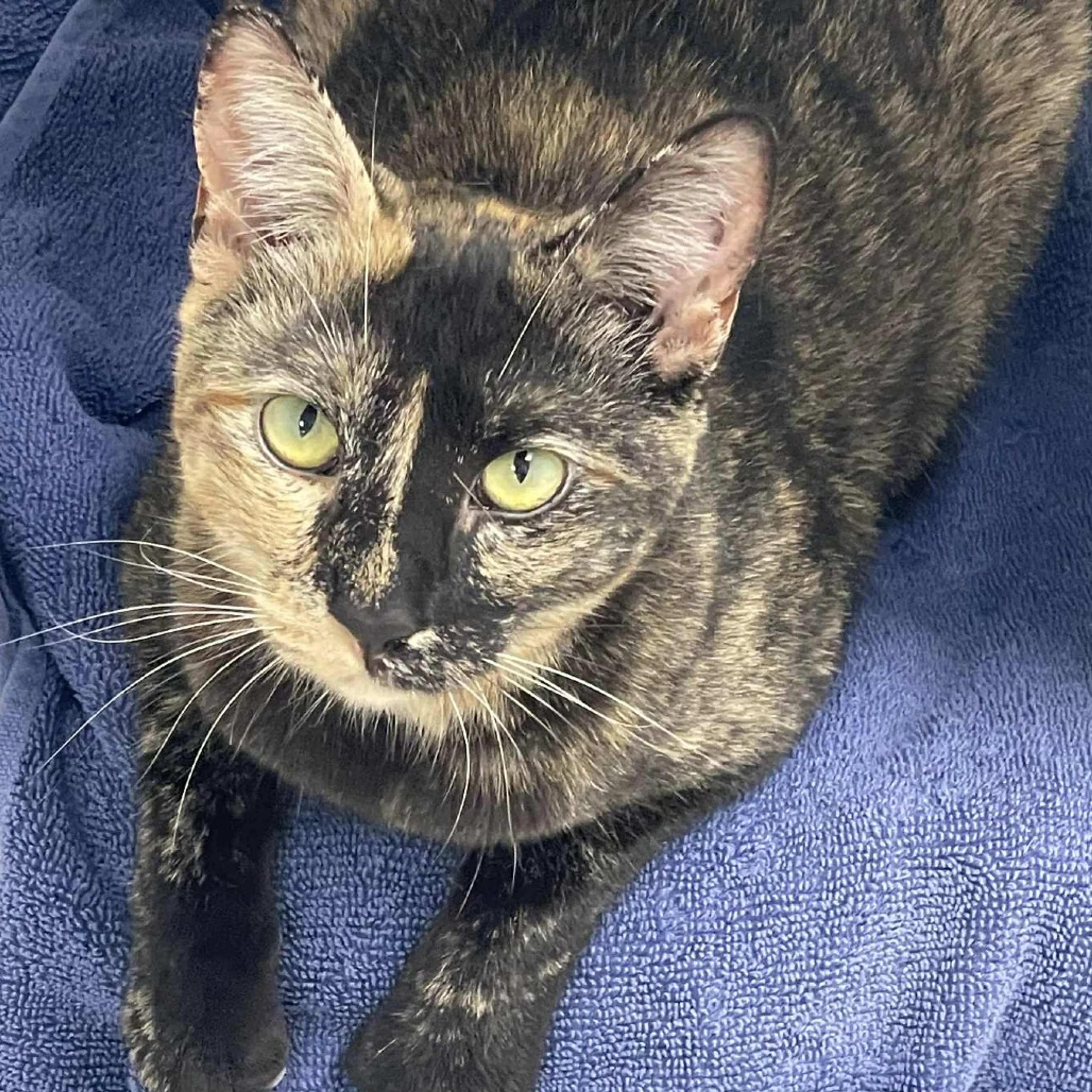 Found pet-6