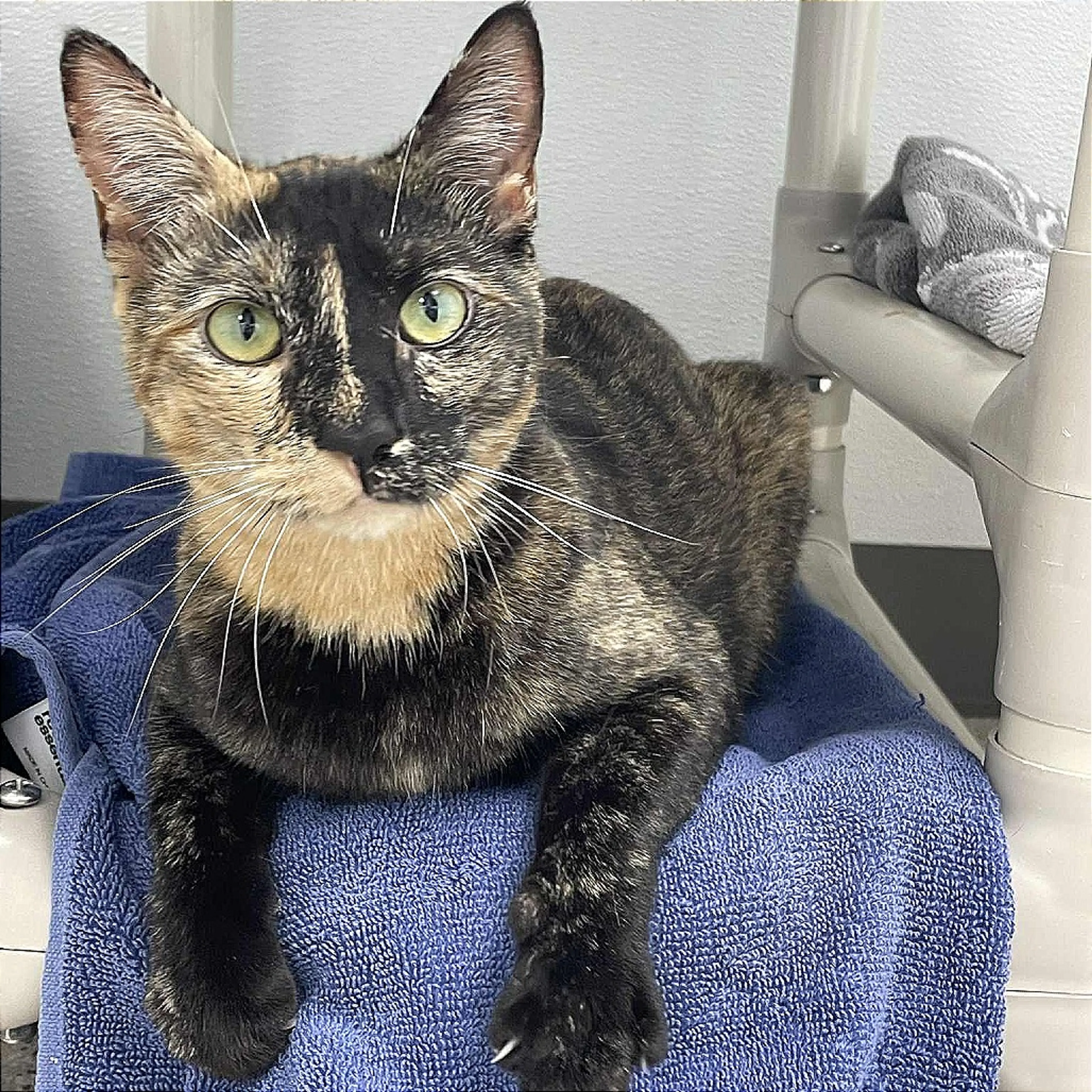 Found pet-5