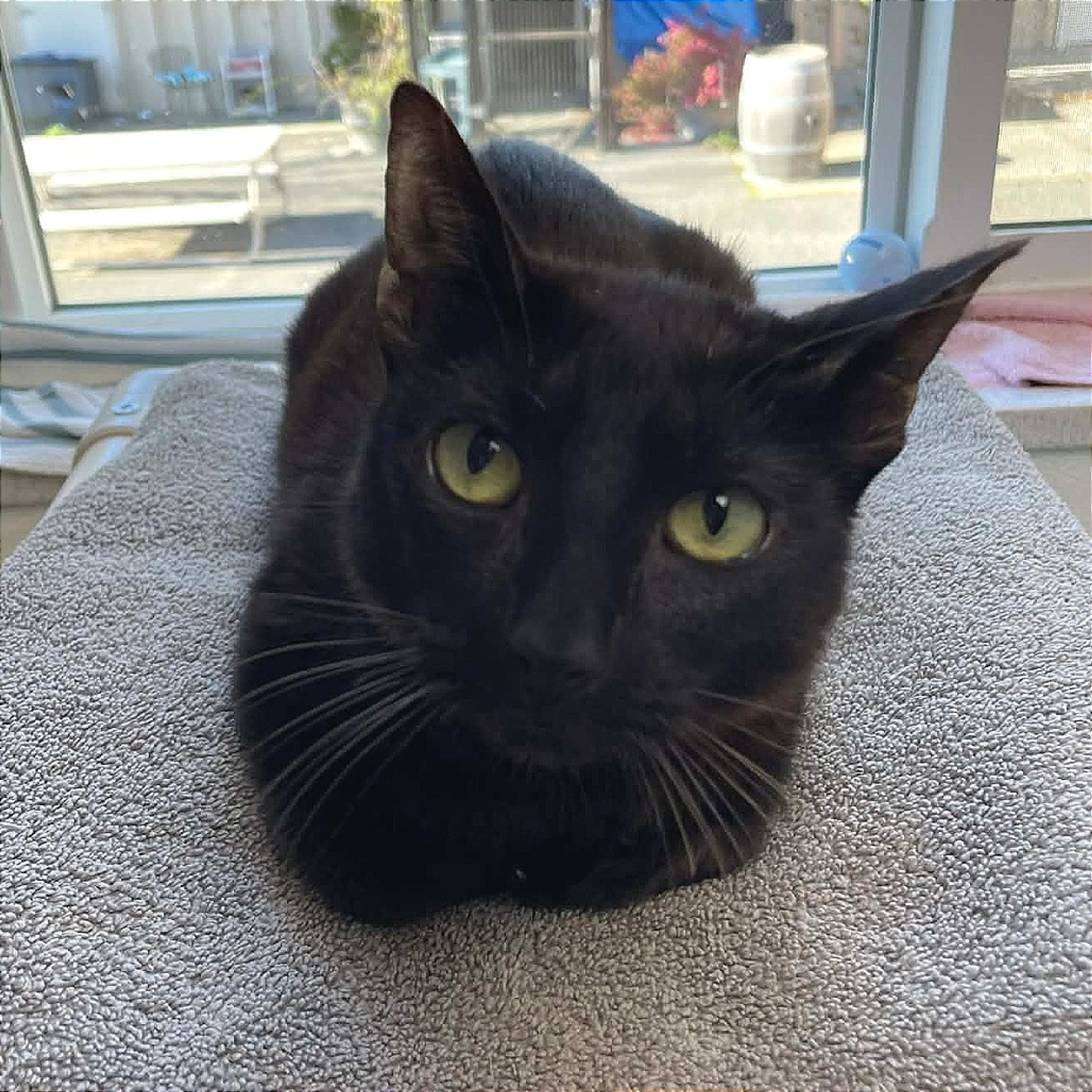 Found pet-6
