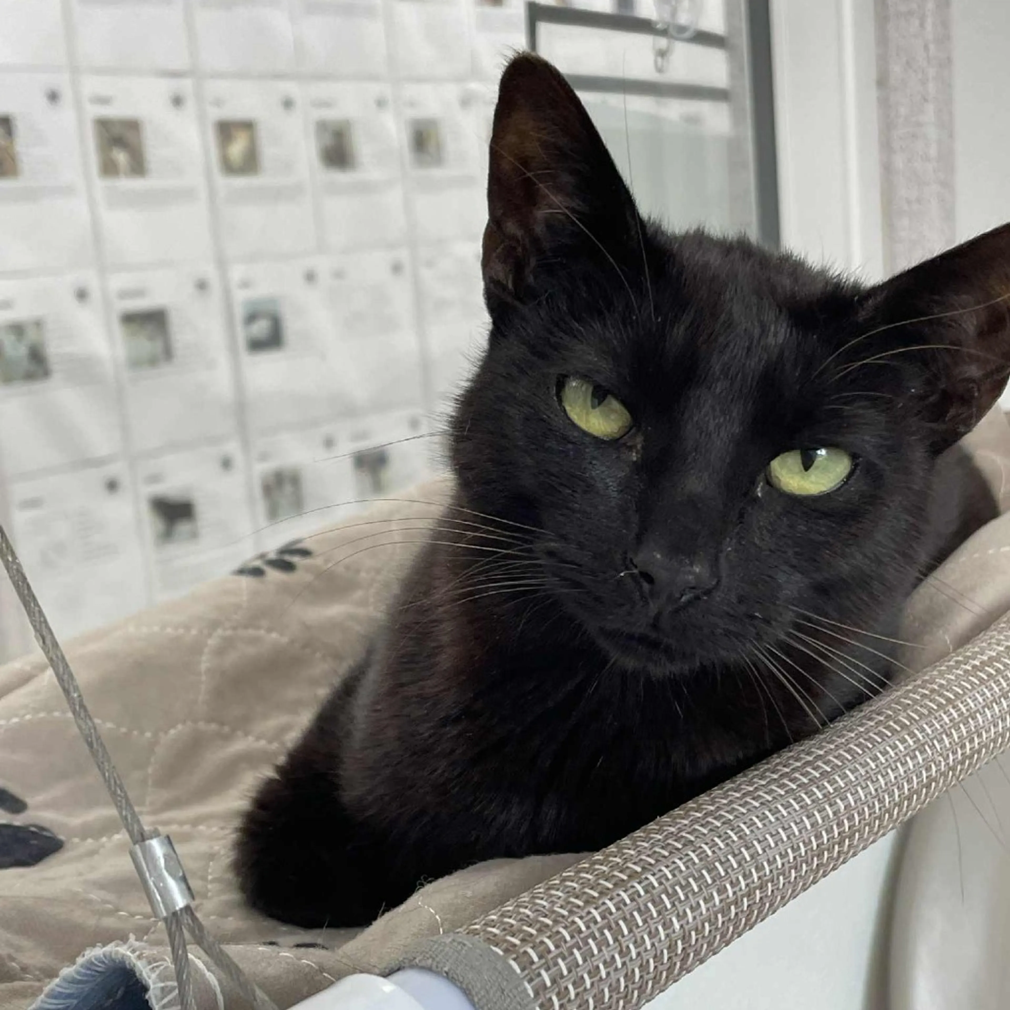 Found pet-4