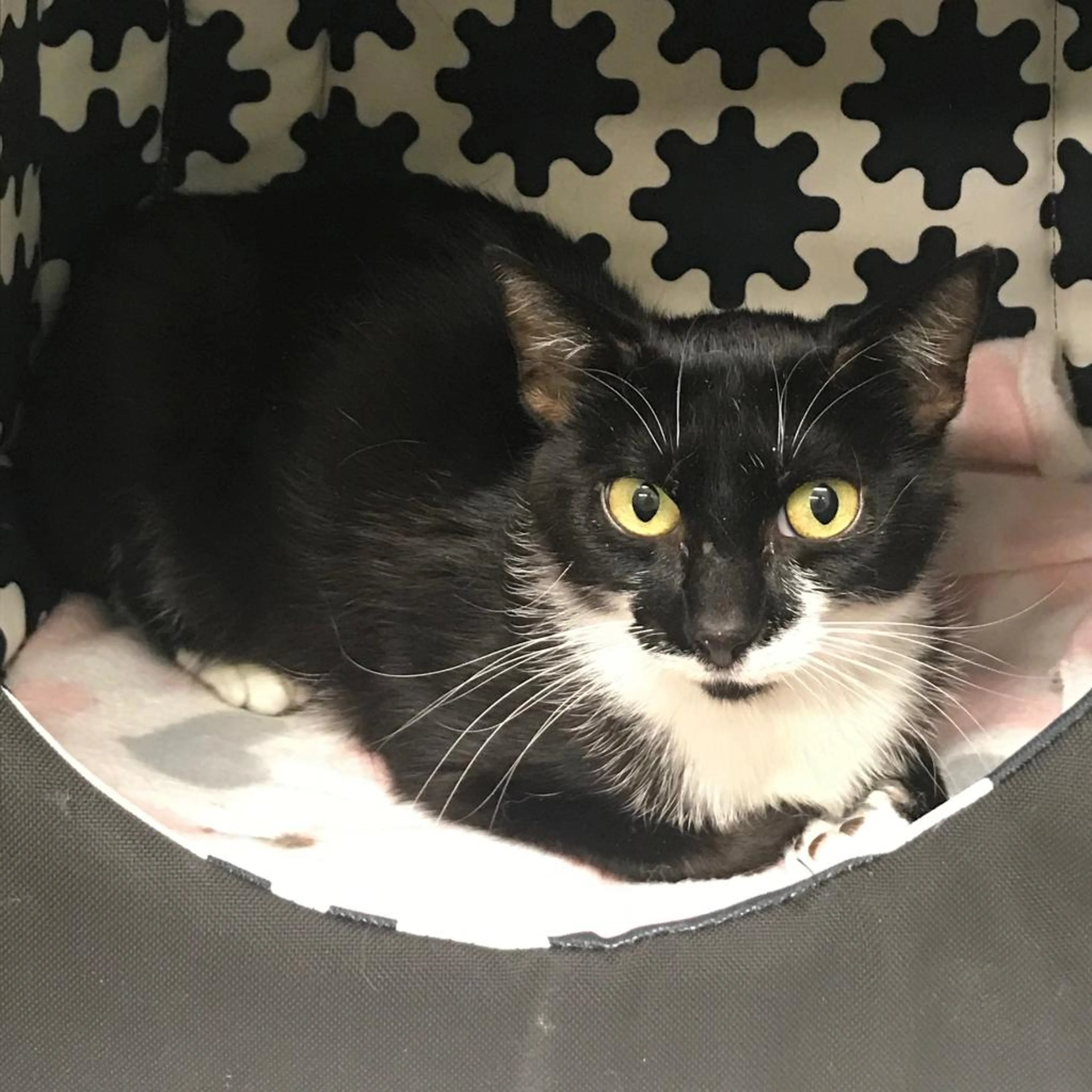 Found pet-2