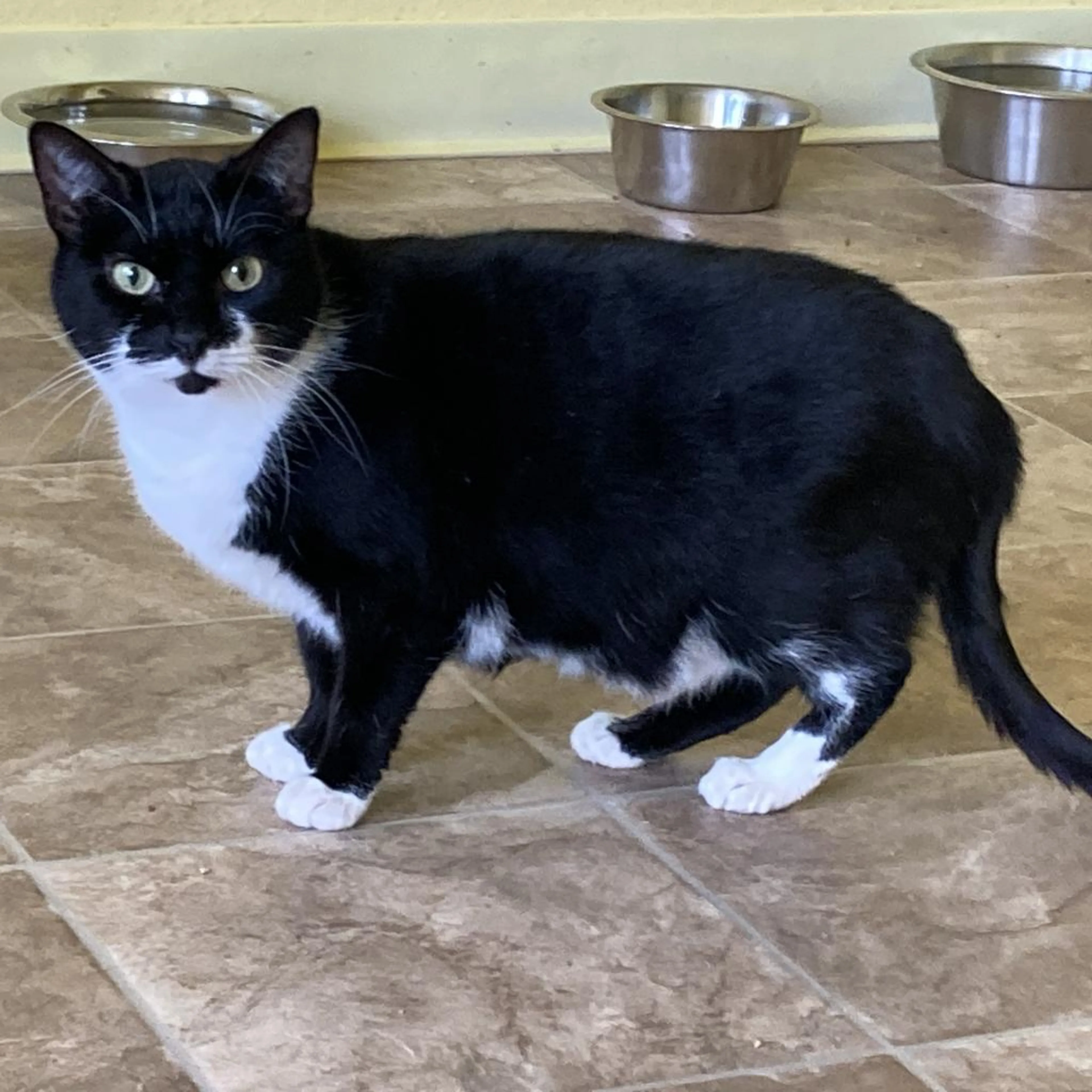 Found pet-1