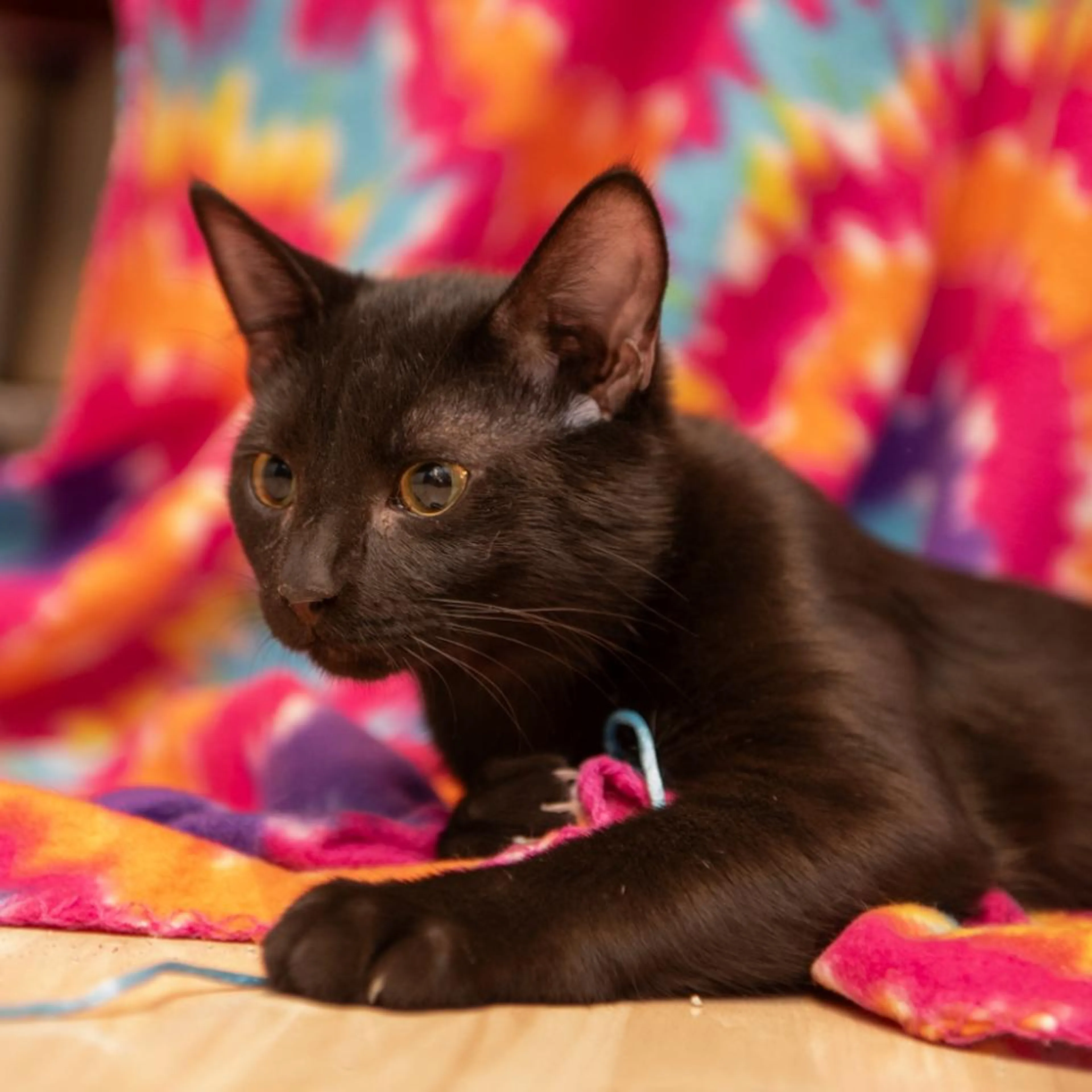 Found pet-1