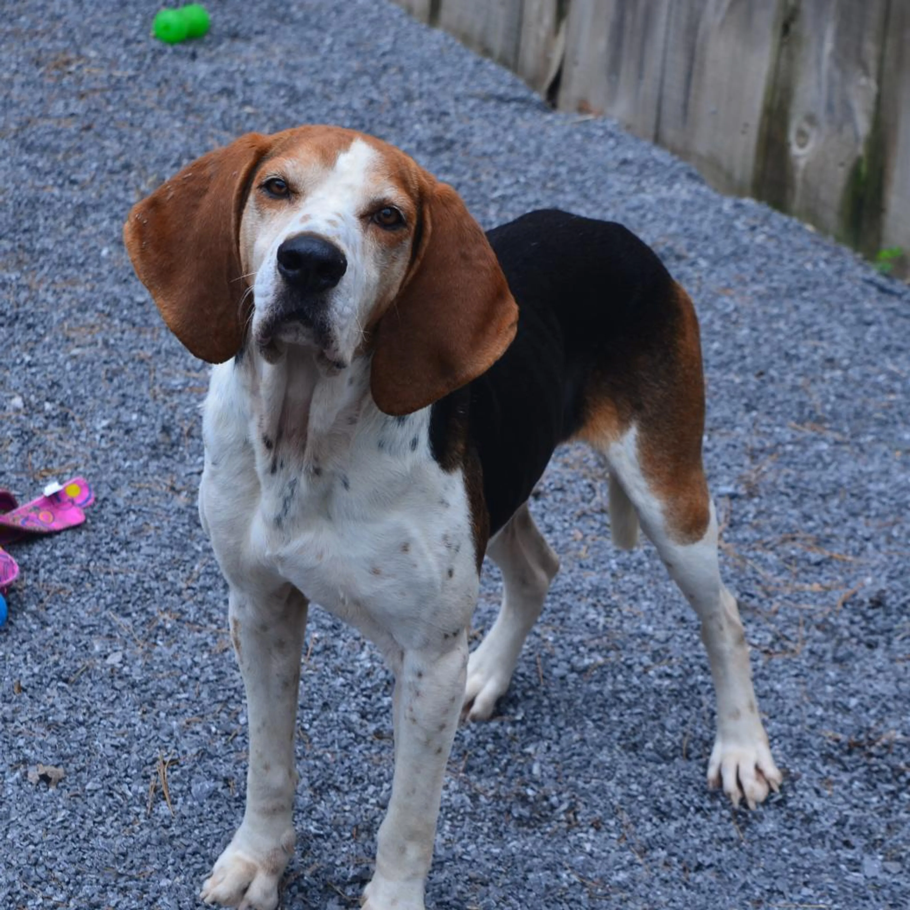 Found pet-2