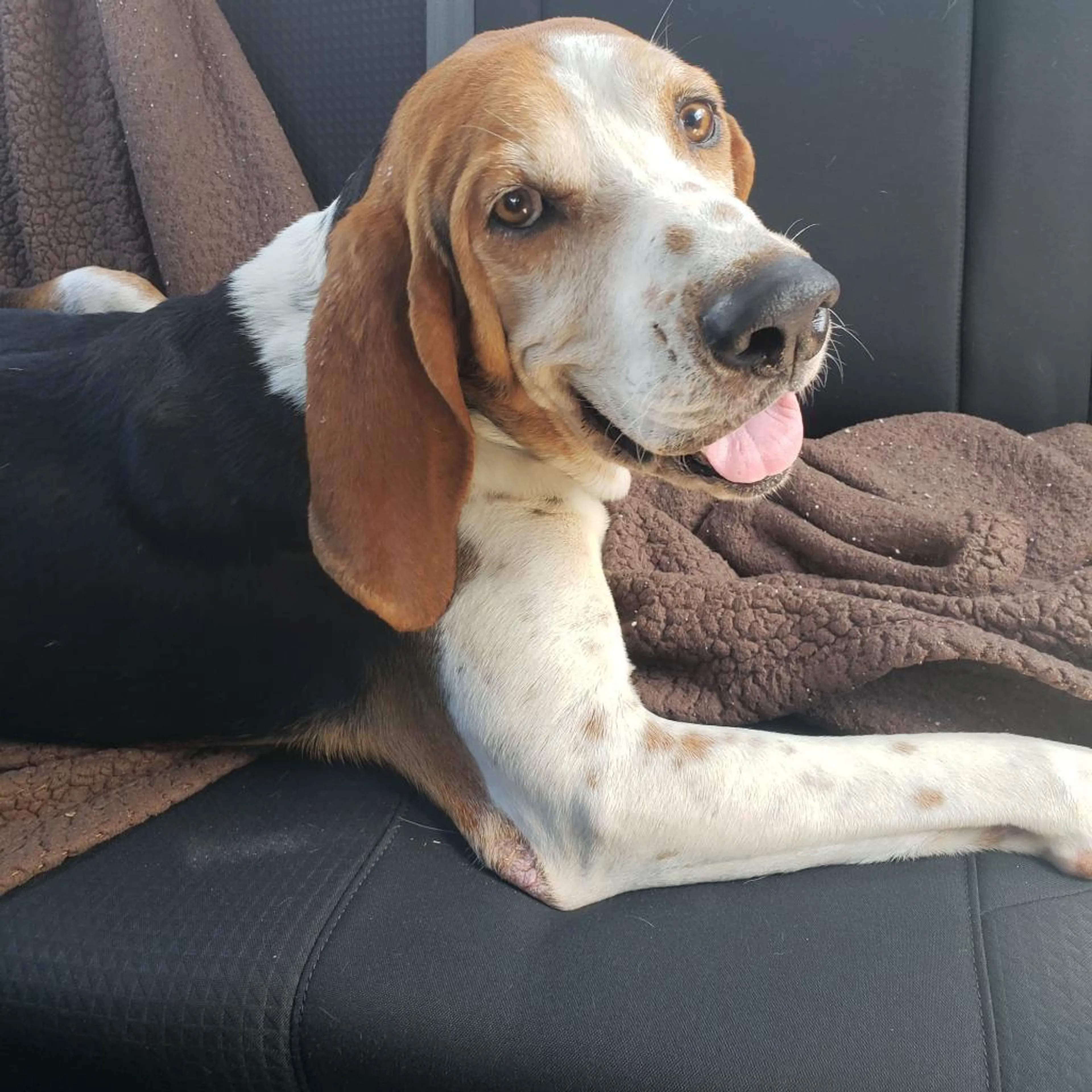 Found pet-1