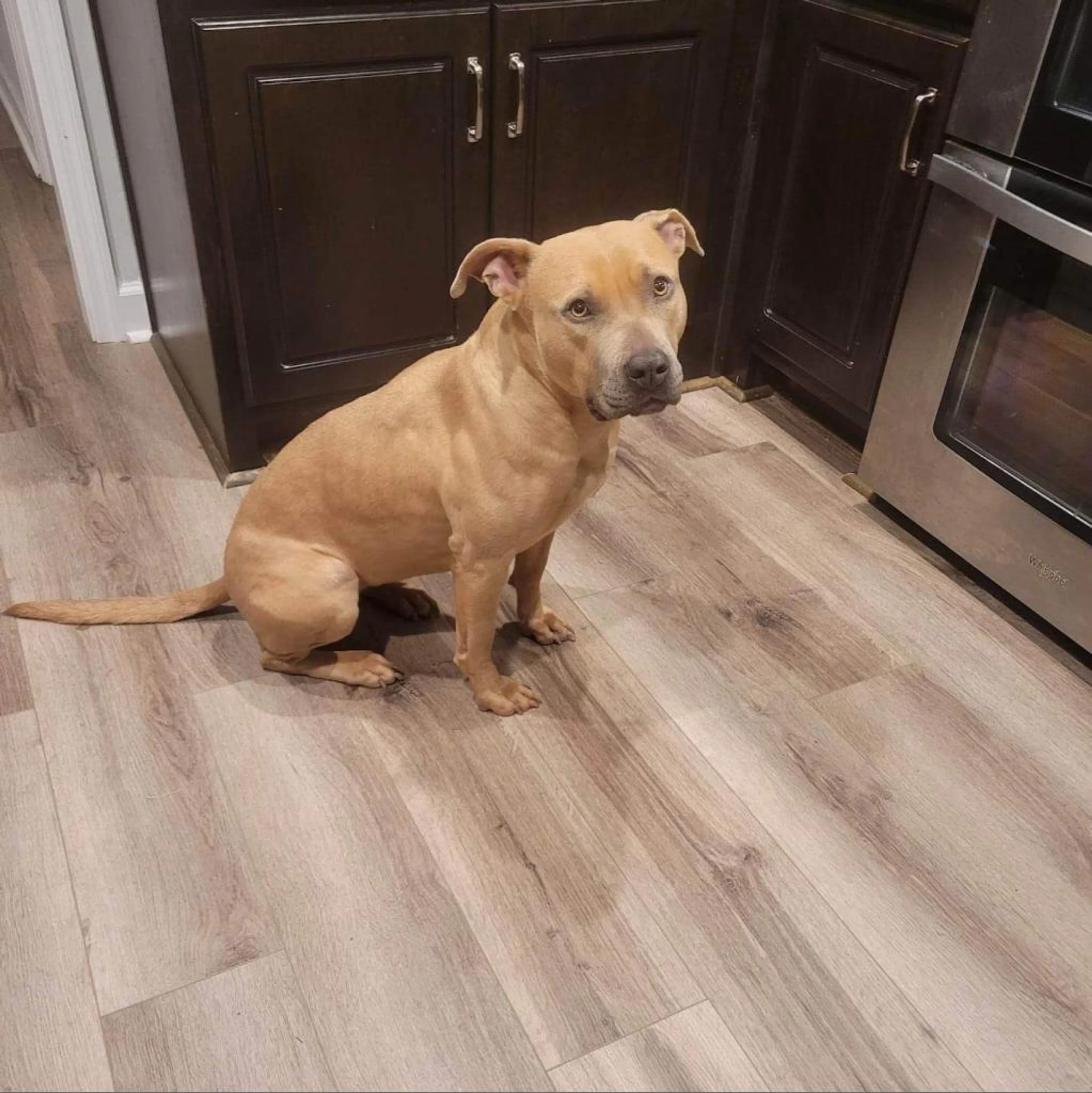Found pet-4