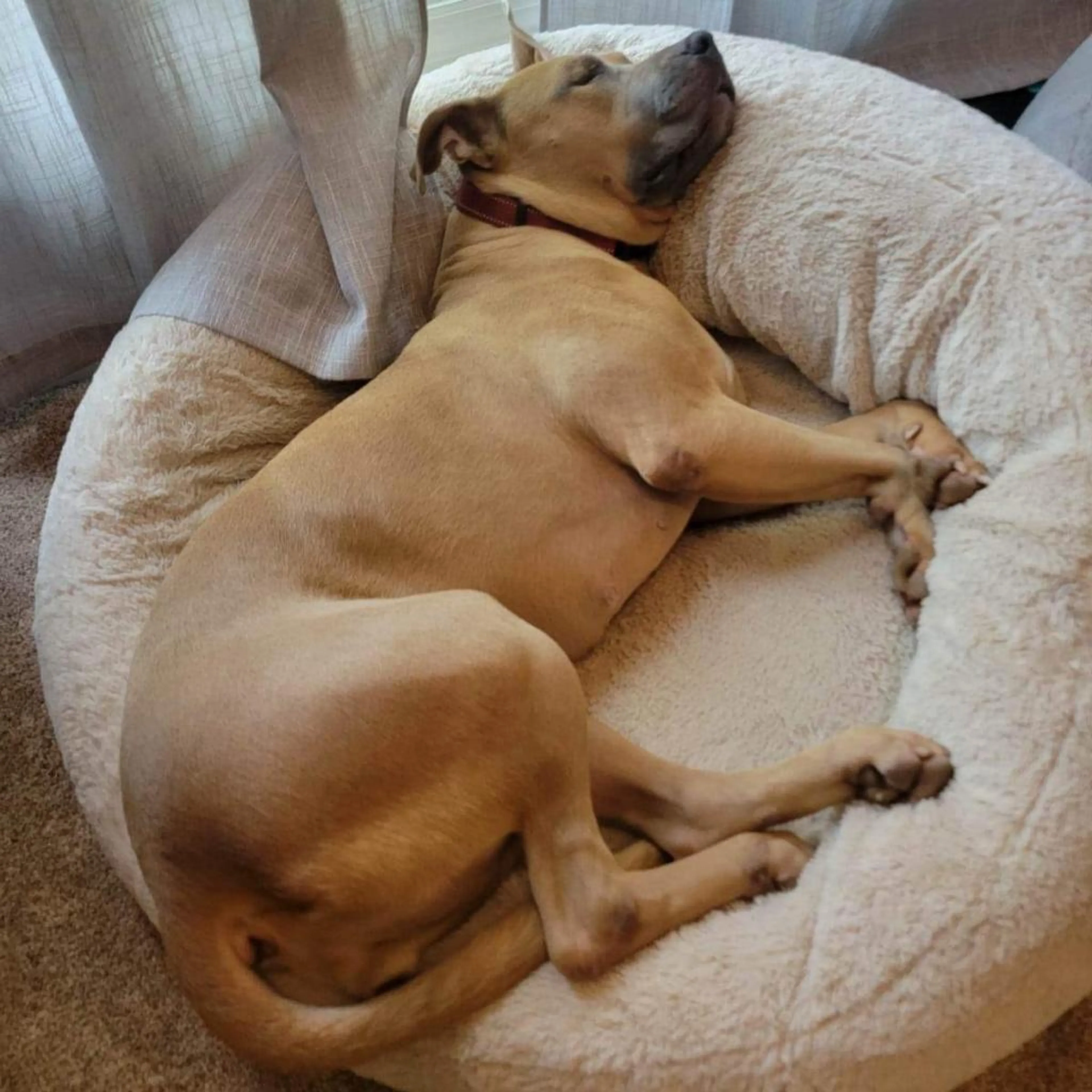 Found pet-6