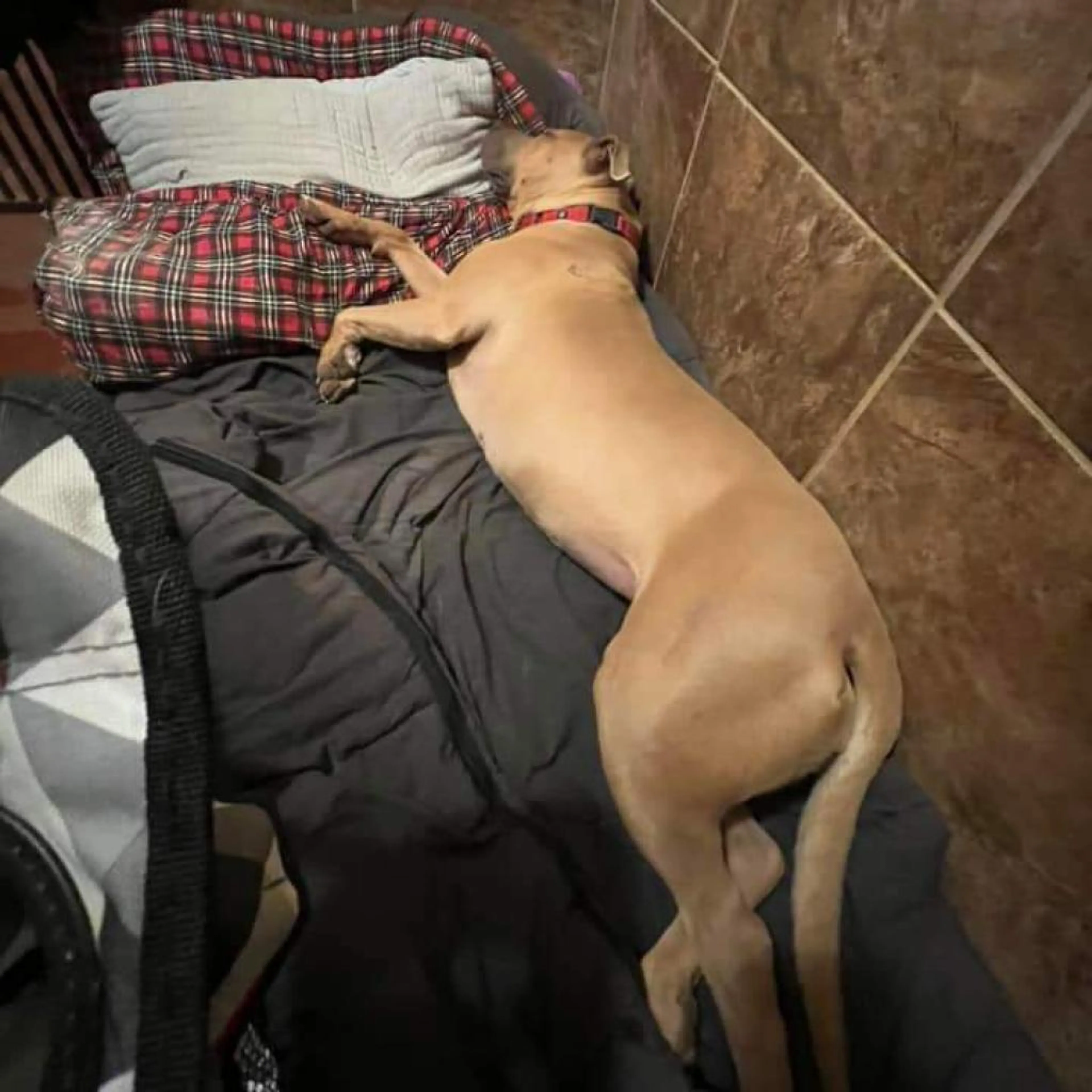 Found pet-3