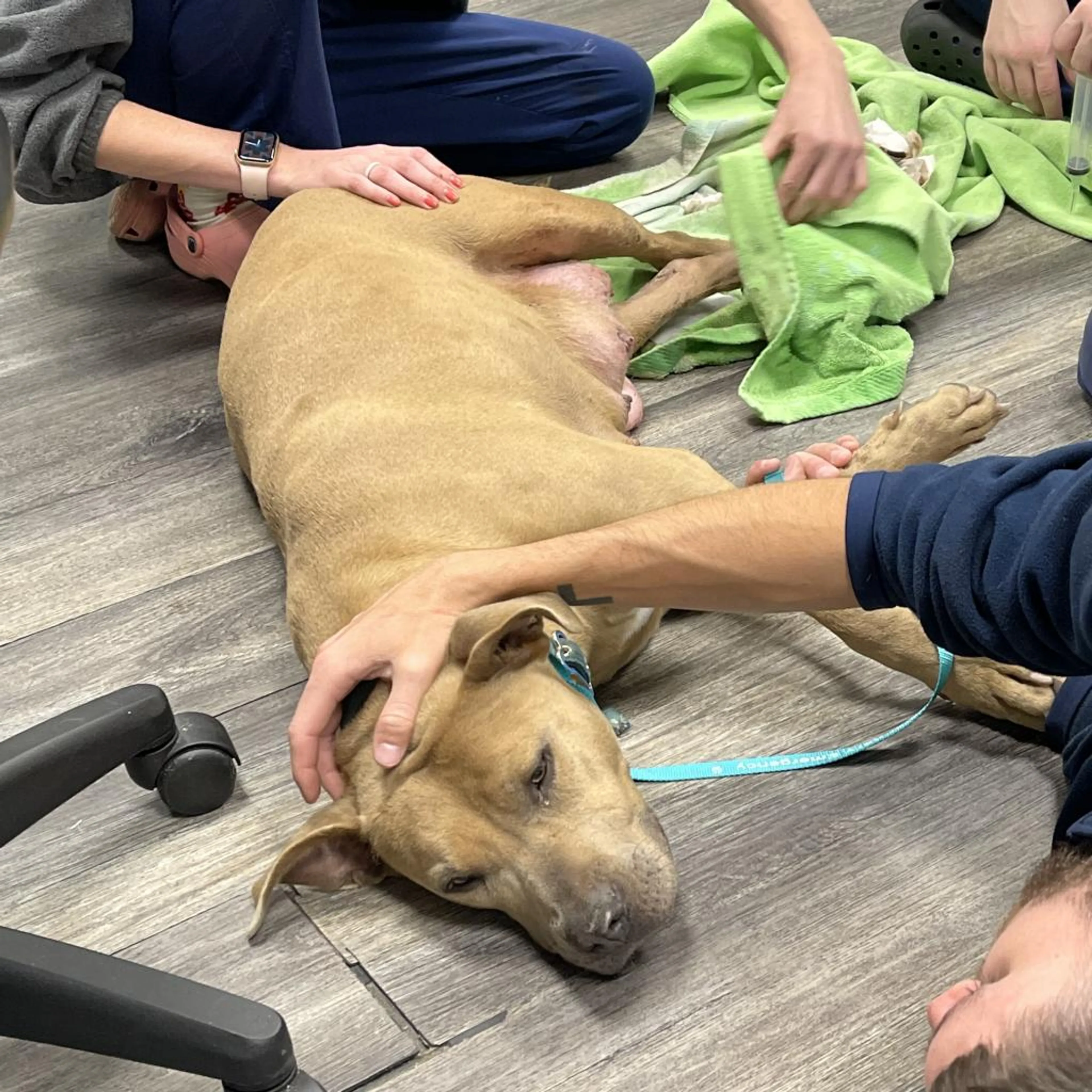 Found pet-8