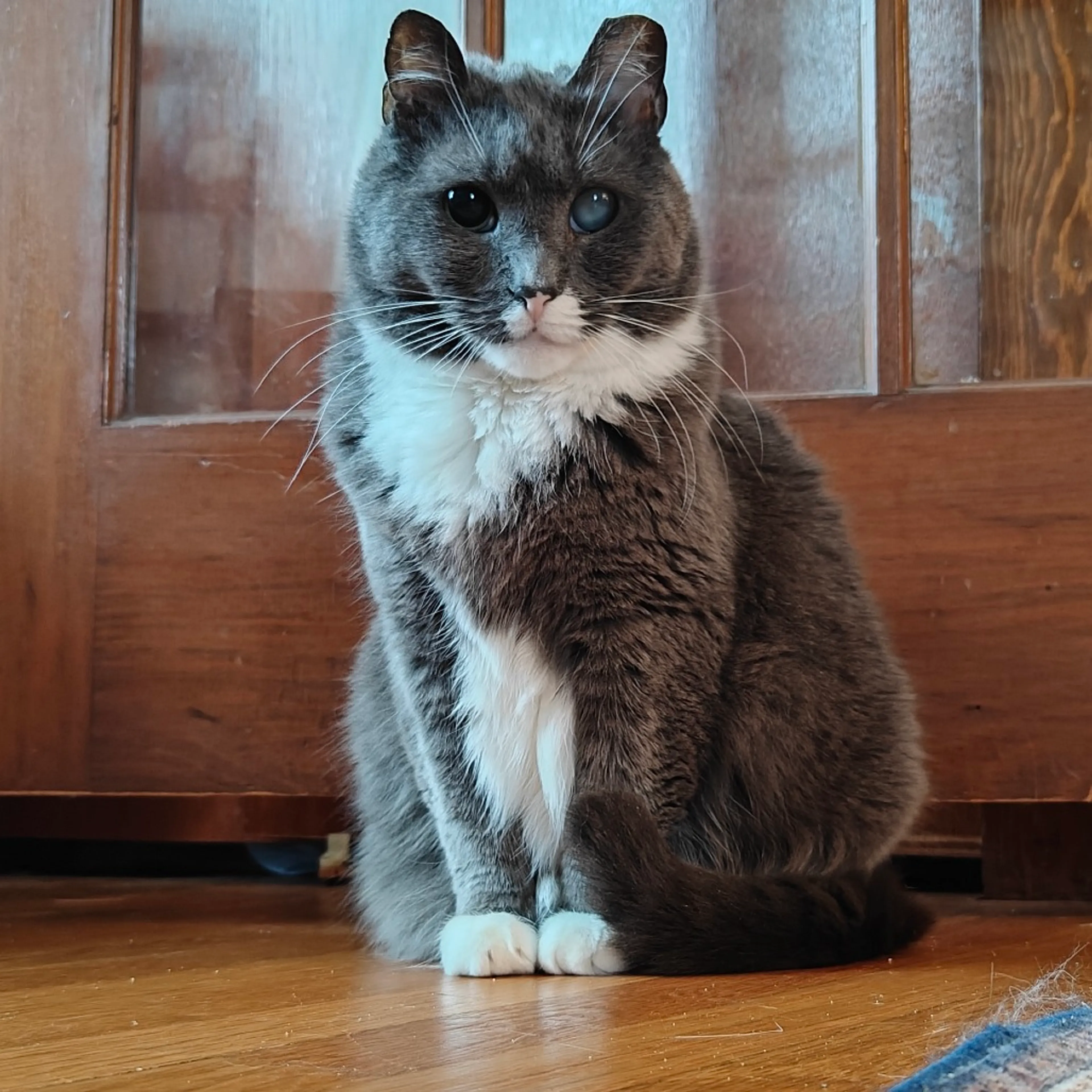Found pet-7
