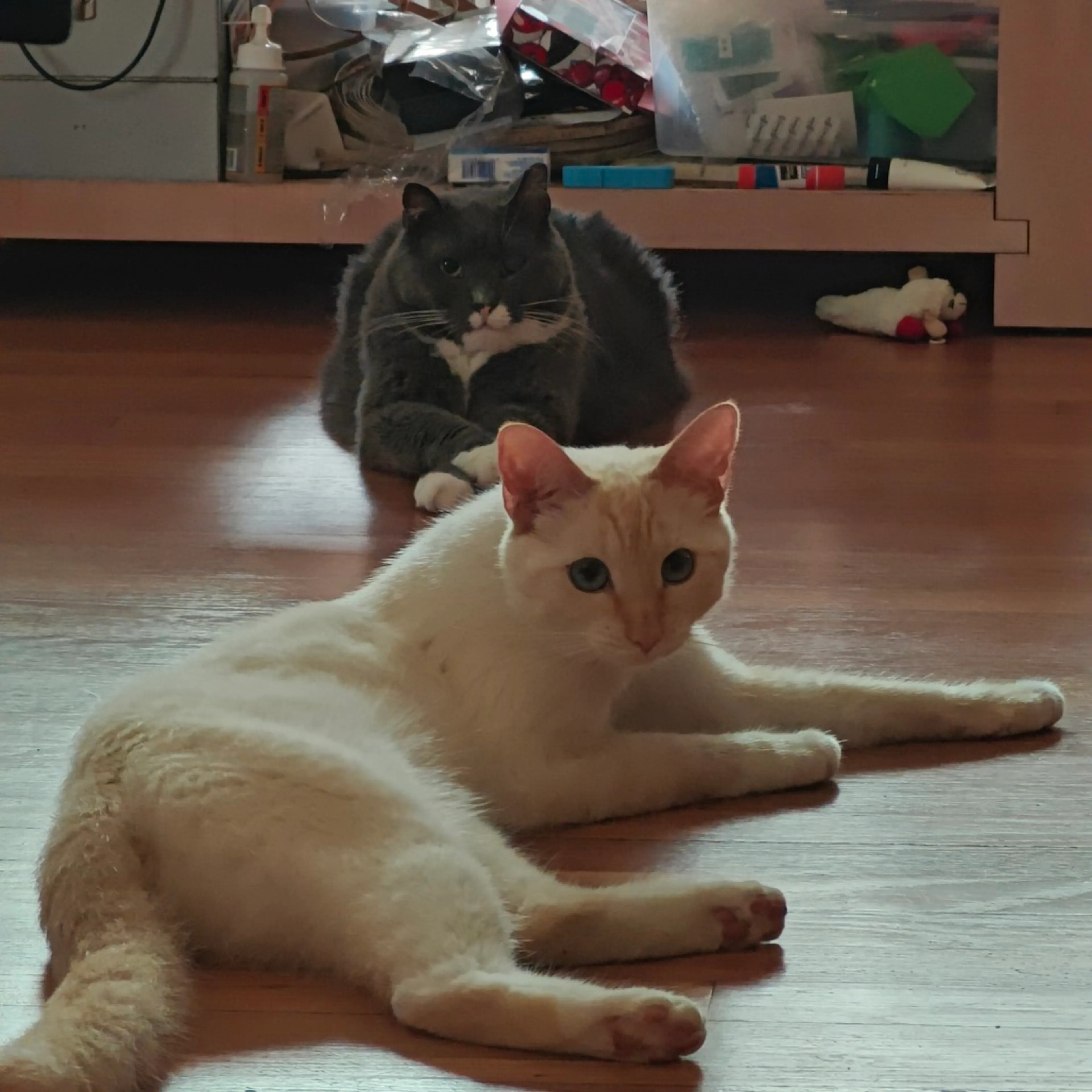Found pet-8