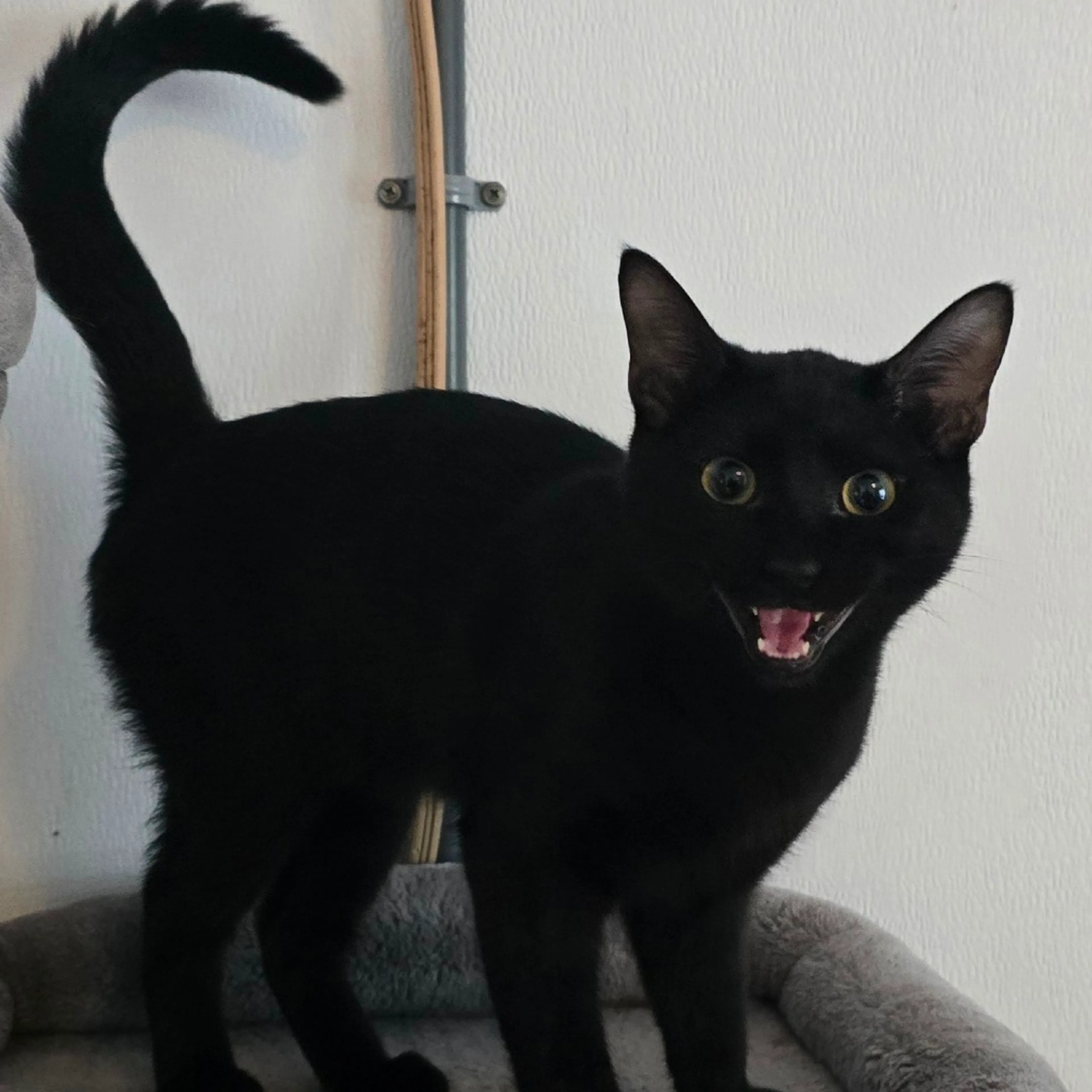 Found pet-2