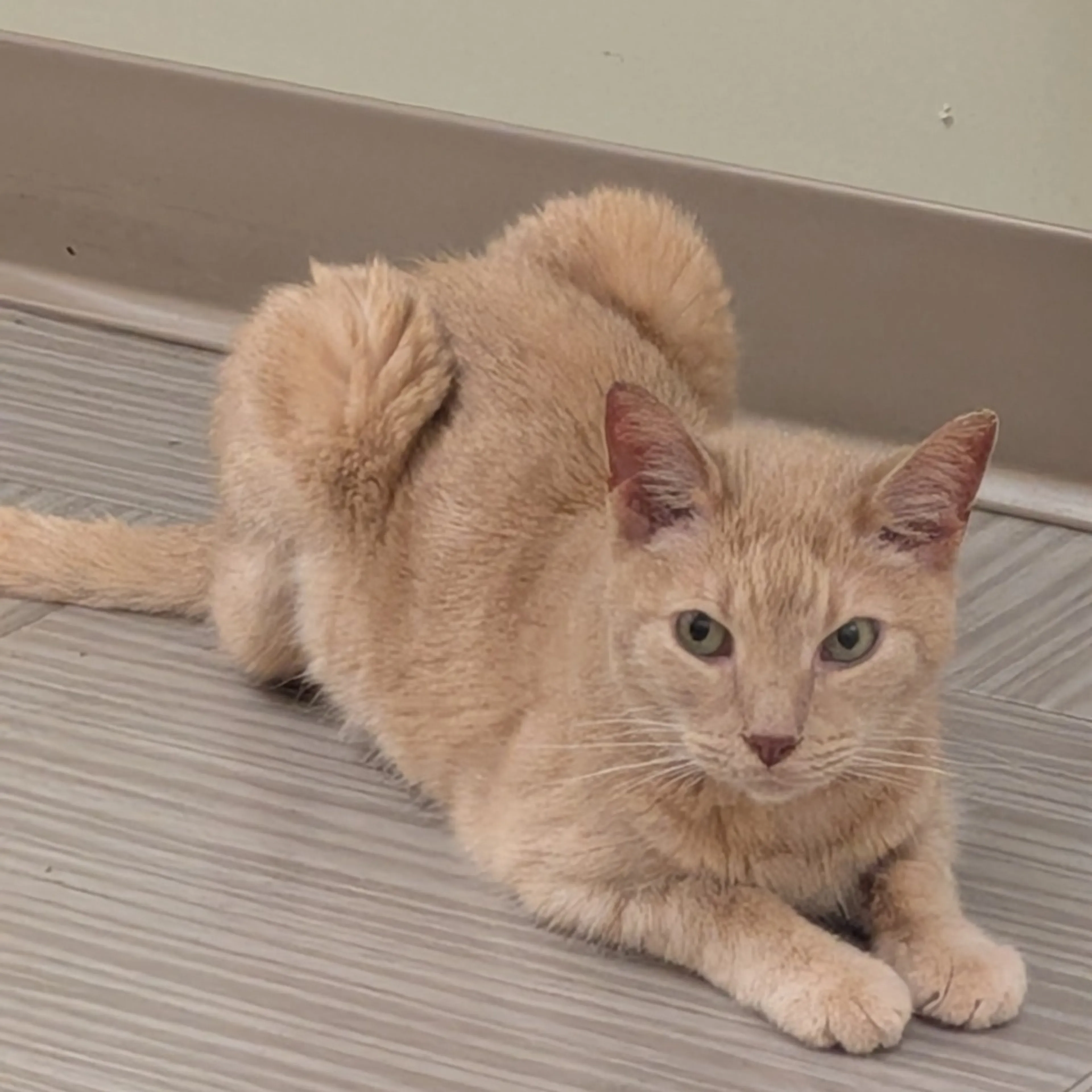 Found pet-0