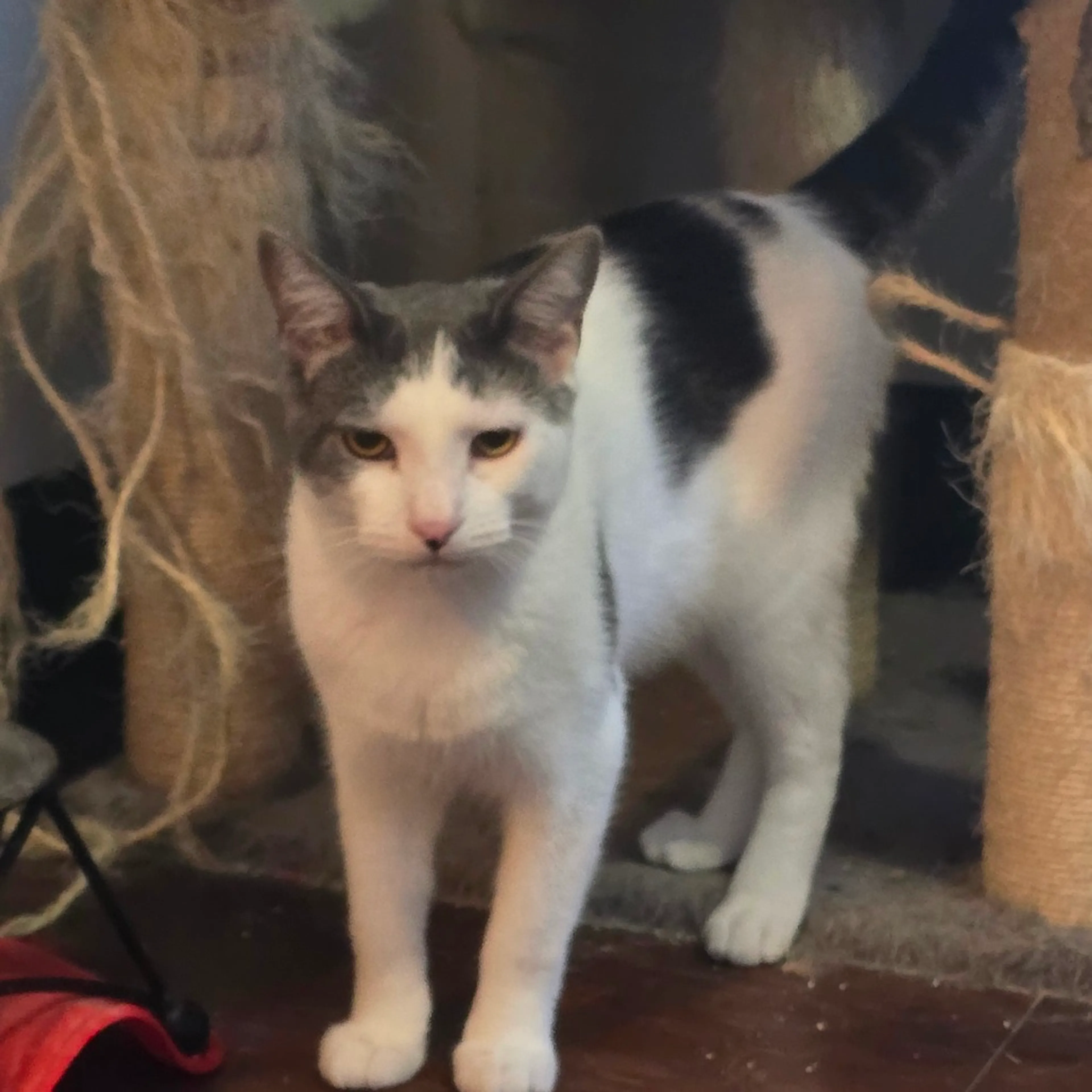 Found pet-3