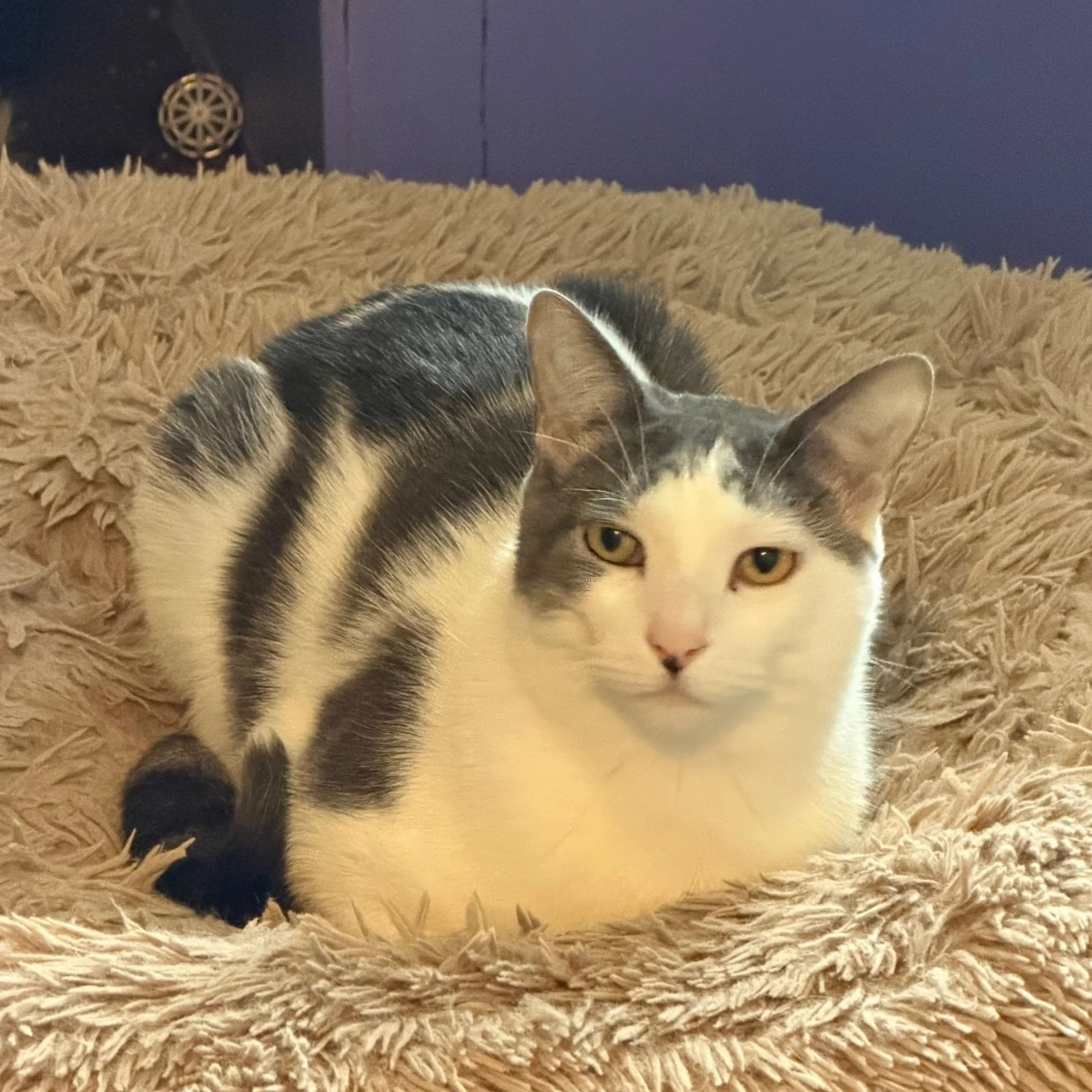 Found pet-0