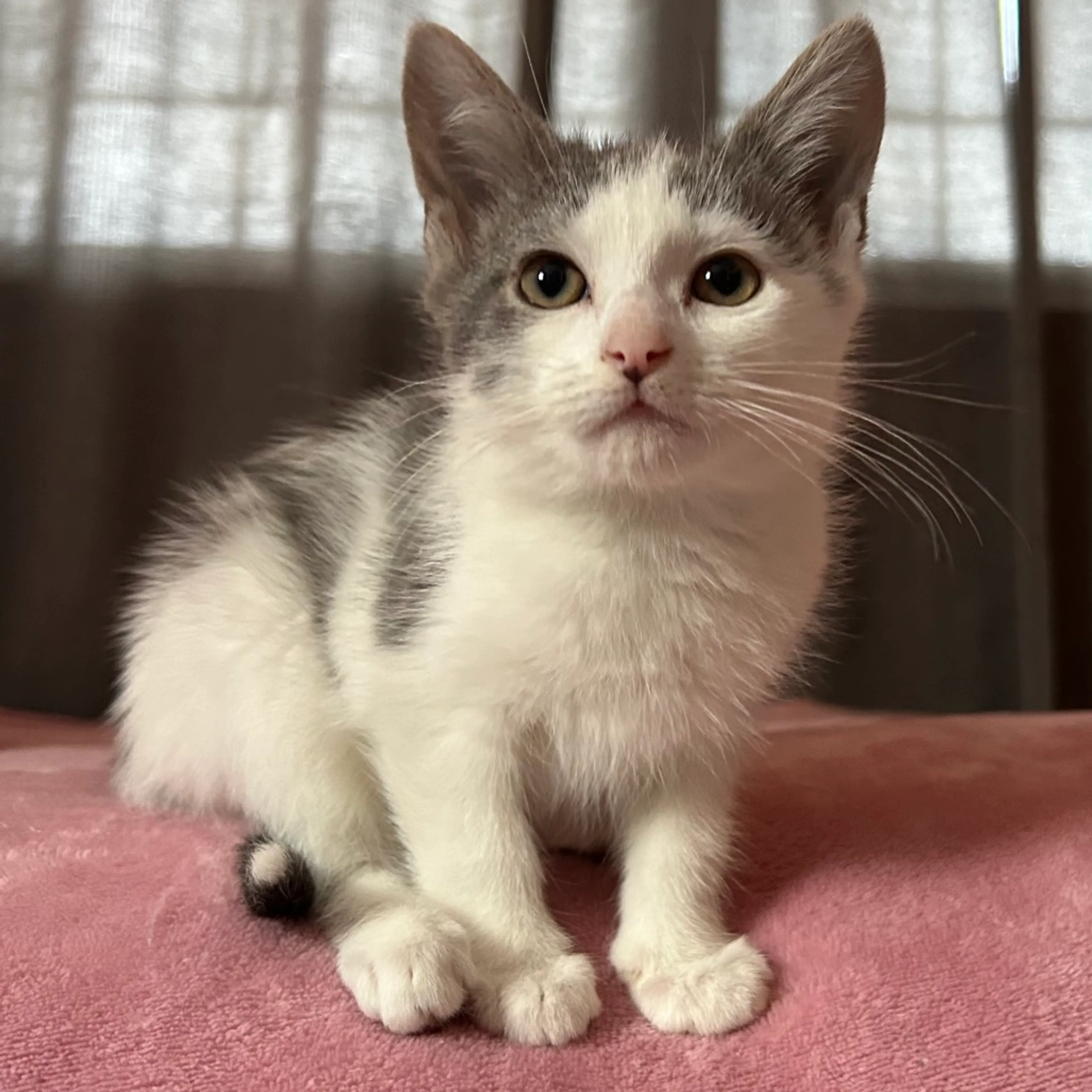 Found pet-2