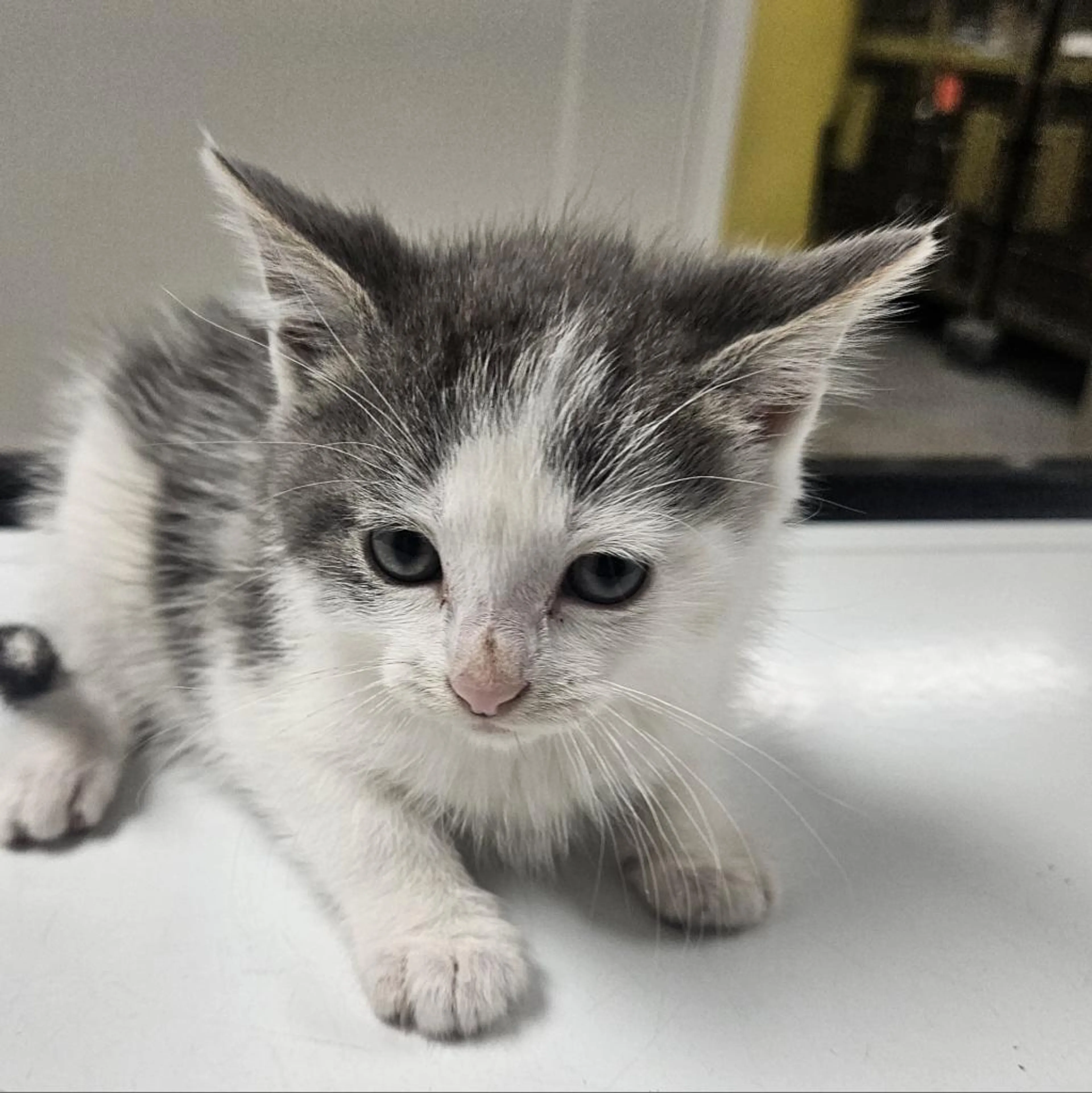 Found pet-1