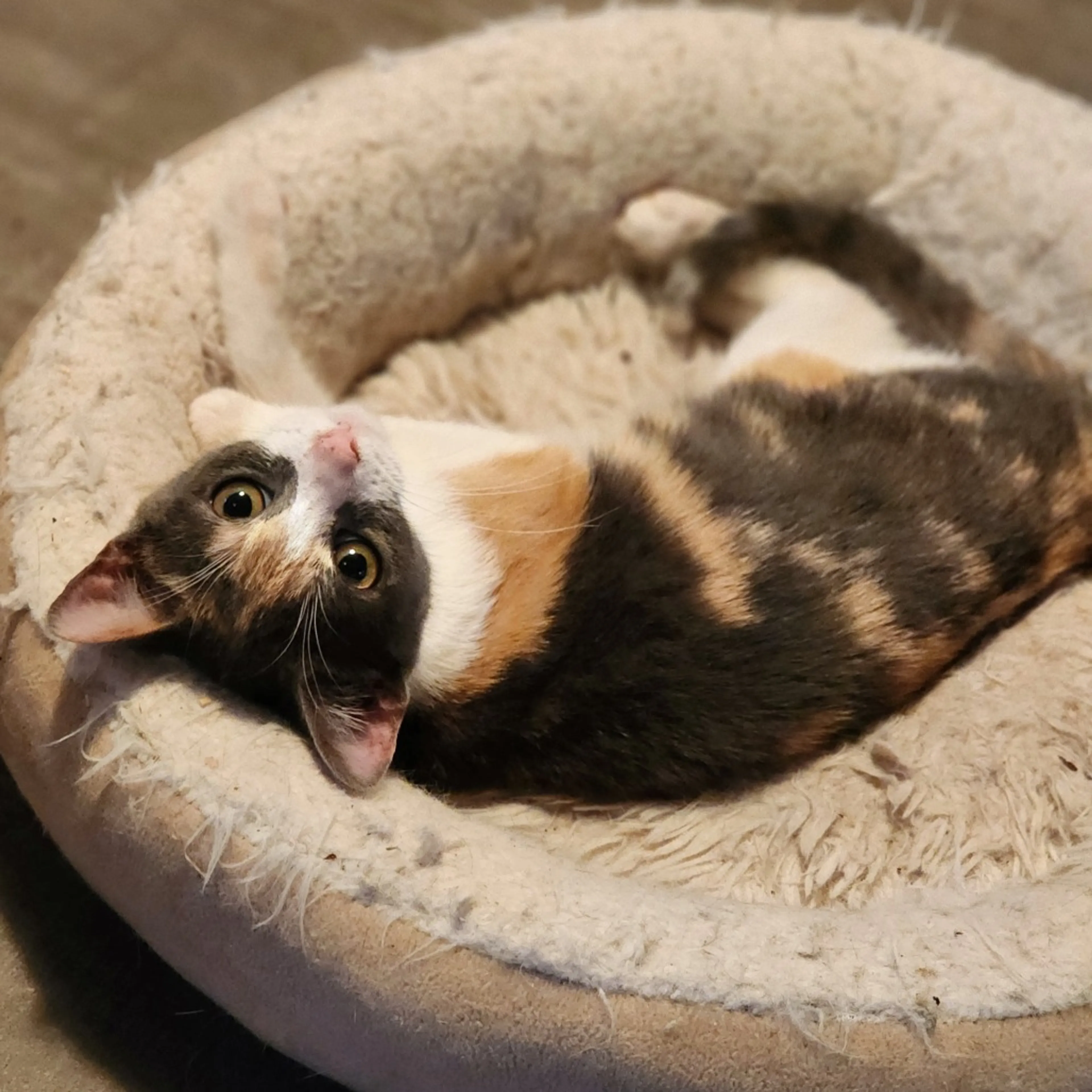 Found pet-1