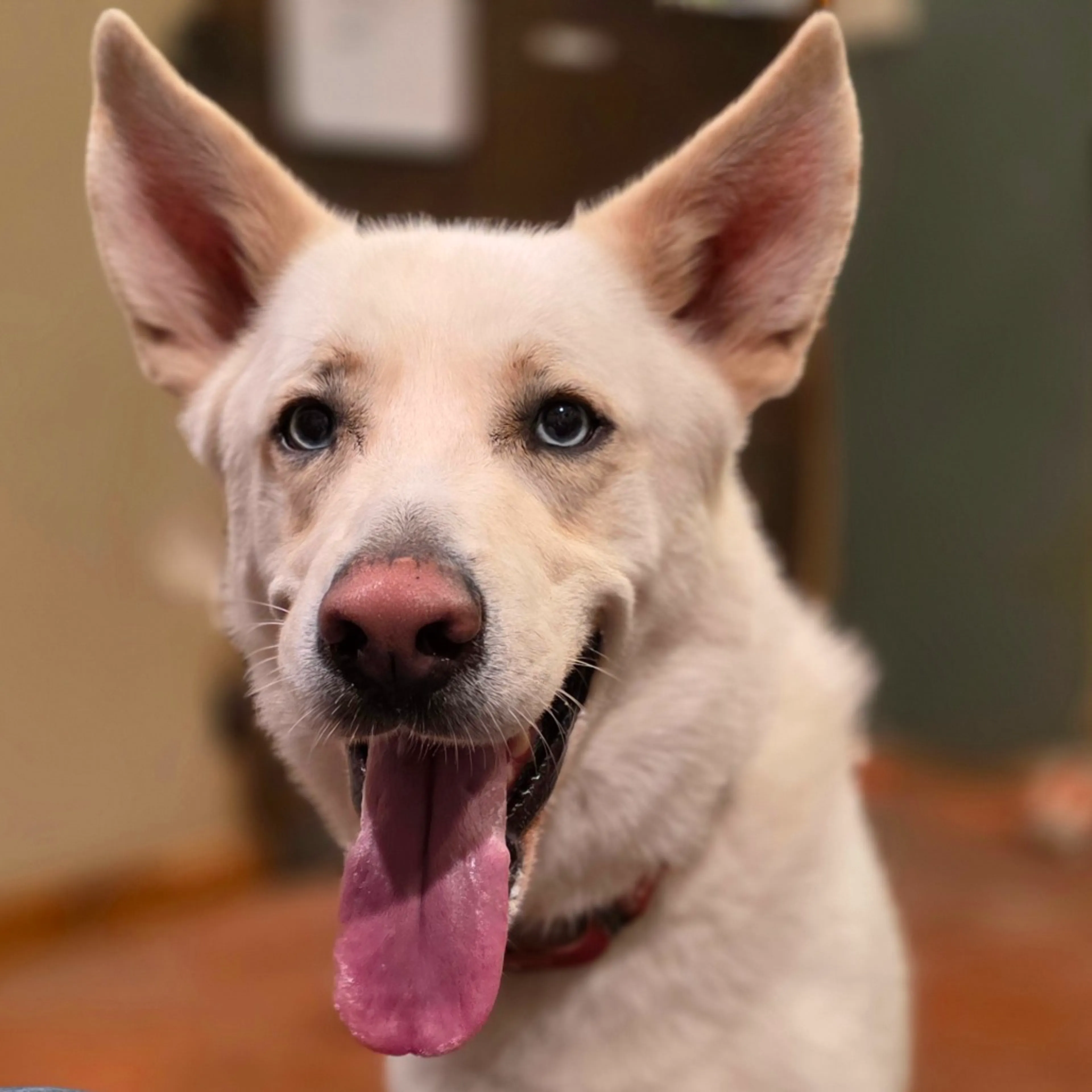 Found pet-3