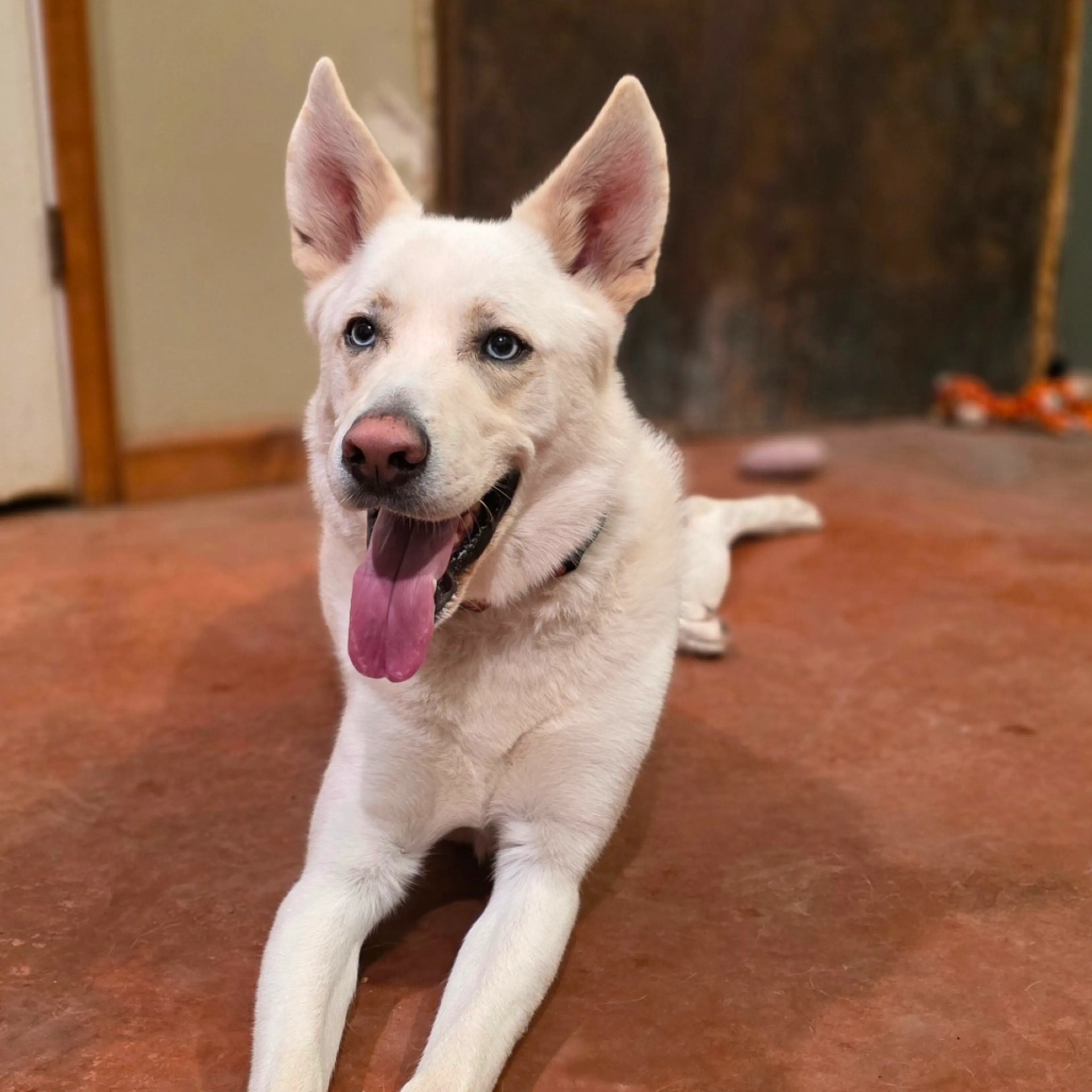 Found pet-2