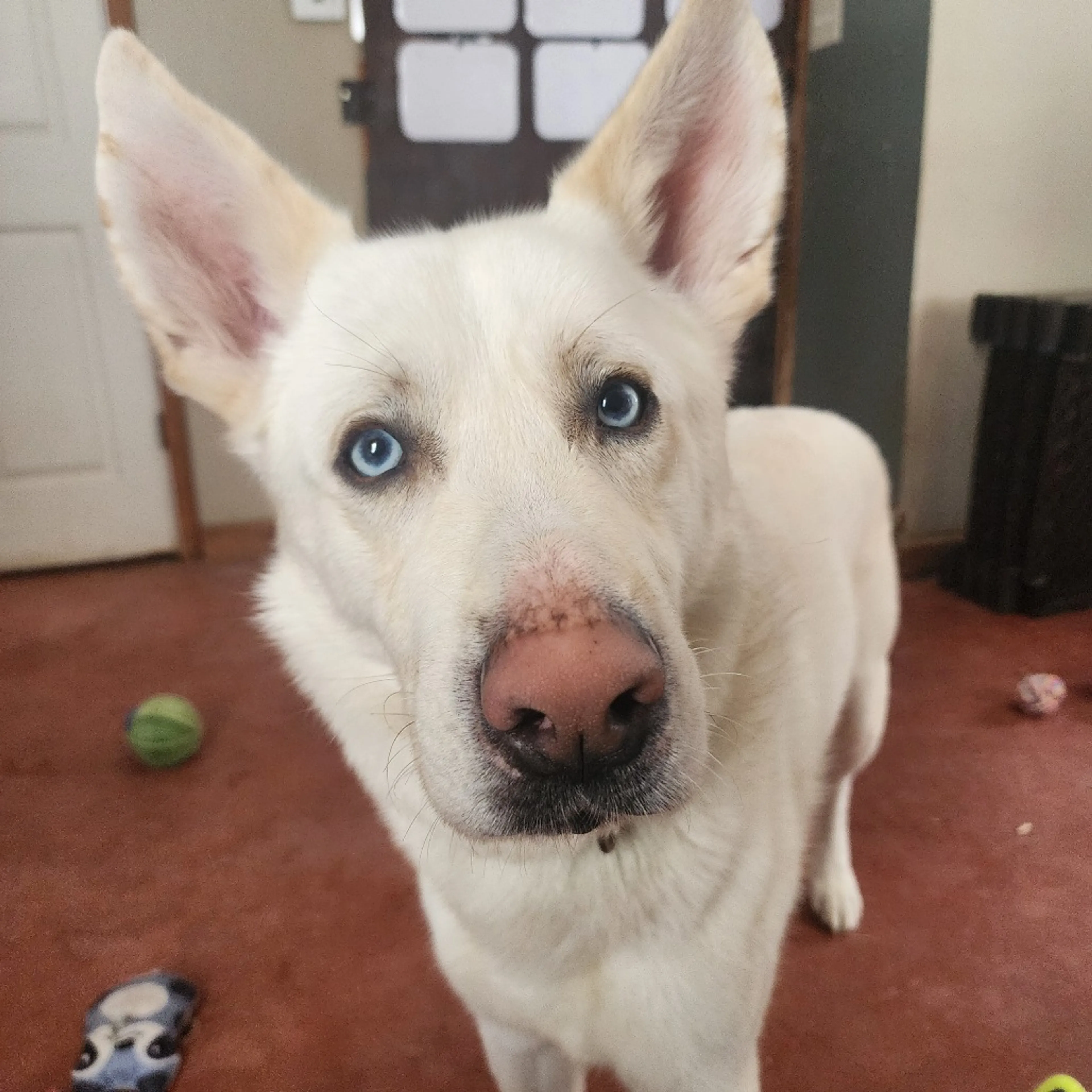 Found pet-1