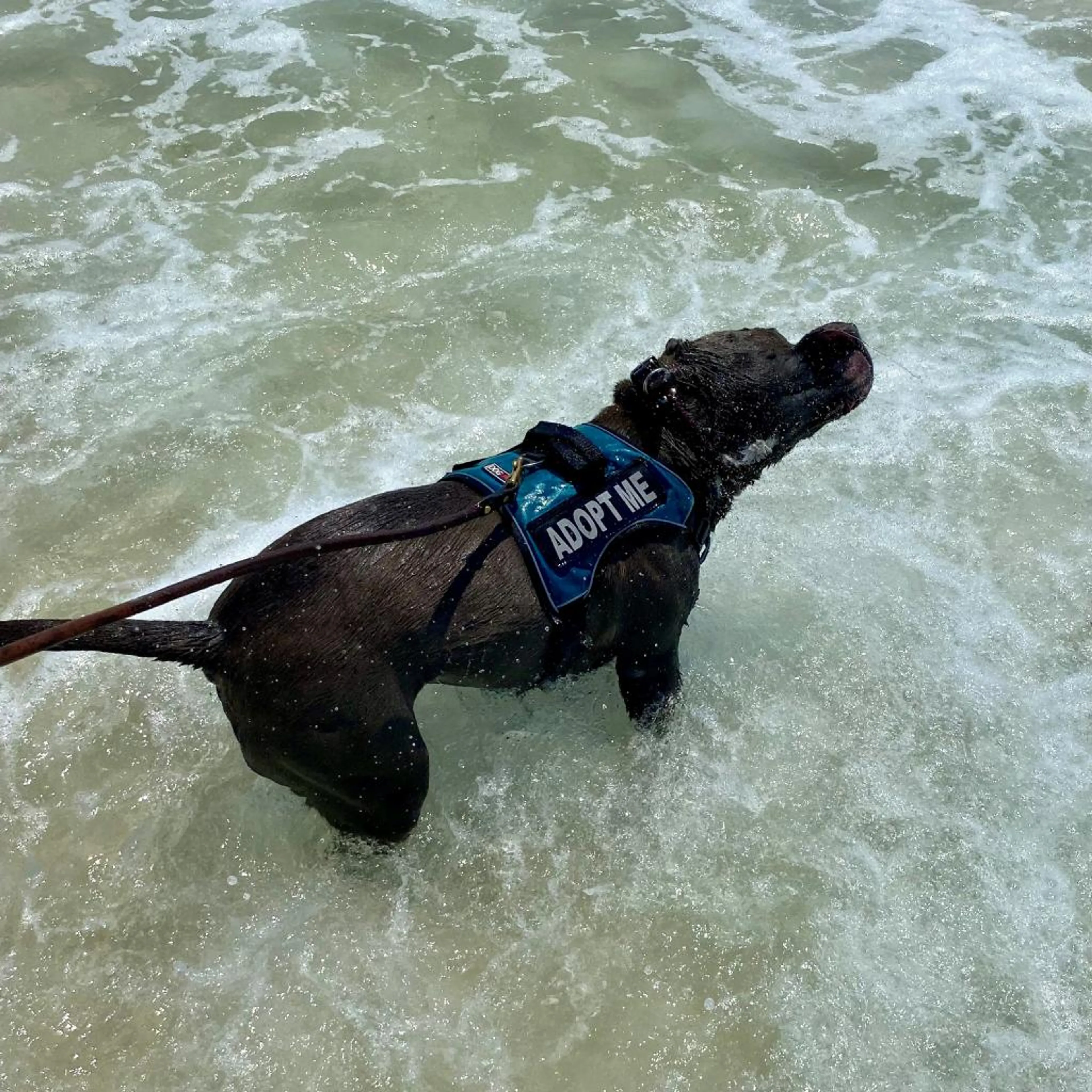 Found pet-6