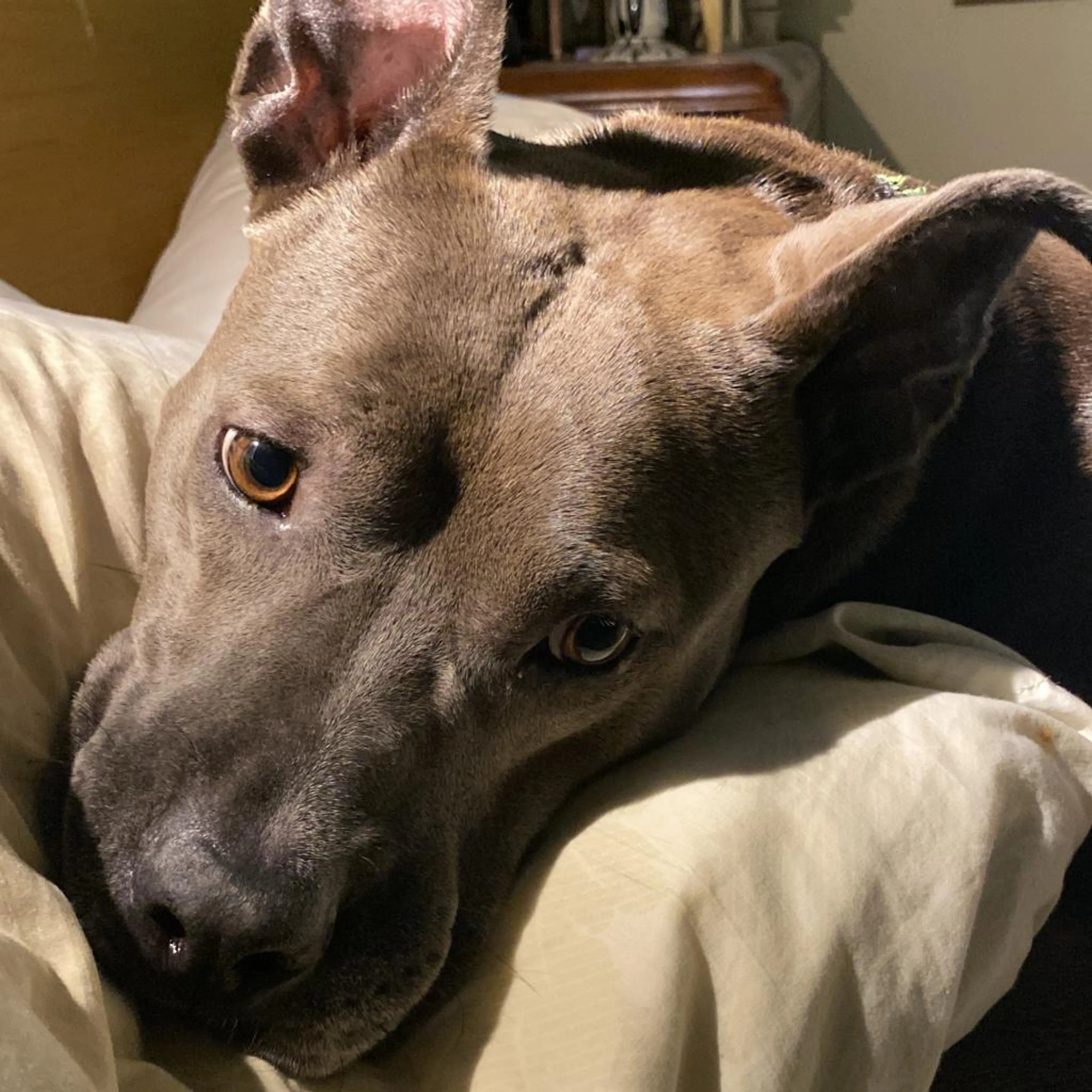 Found pet-5