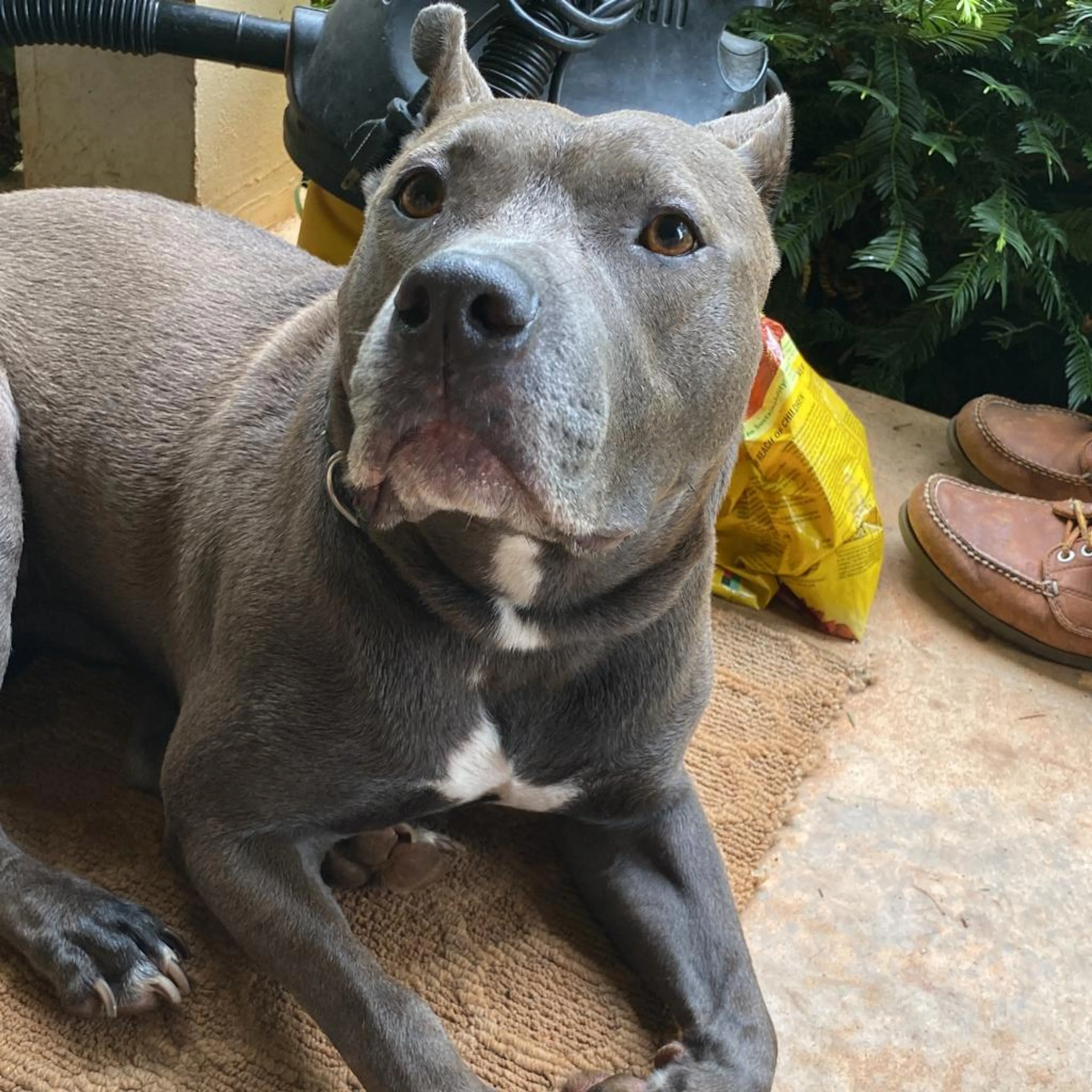 Found pet-2
